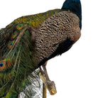 Vintage
vibrant
taxidermy
Sculpture
sculptural
Plumes
peacock taxidermy
peacock
mounted
male
living room
Large art
iridescence
Home
feathers
decorative
charming
Brass
Boho
bohemian
blue and green
Blue
birds
bird
Art