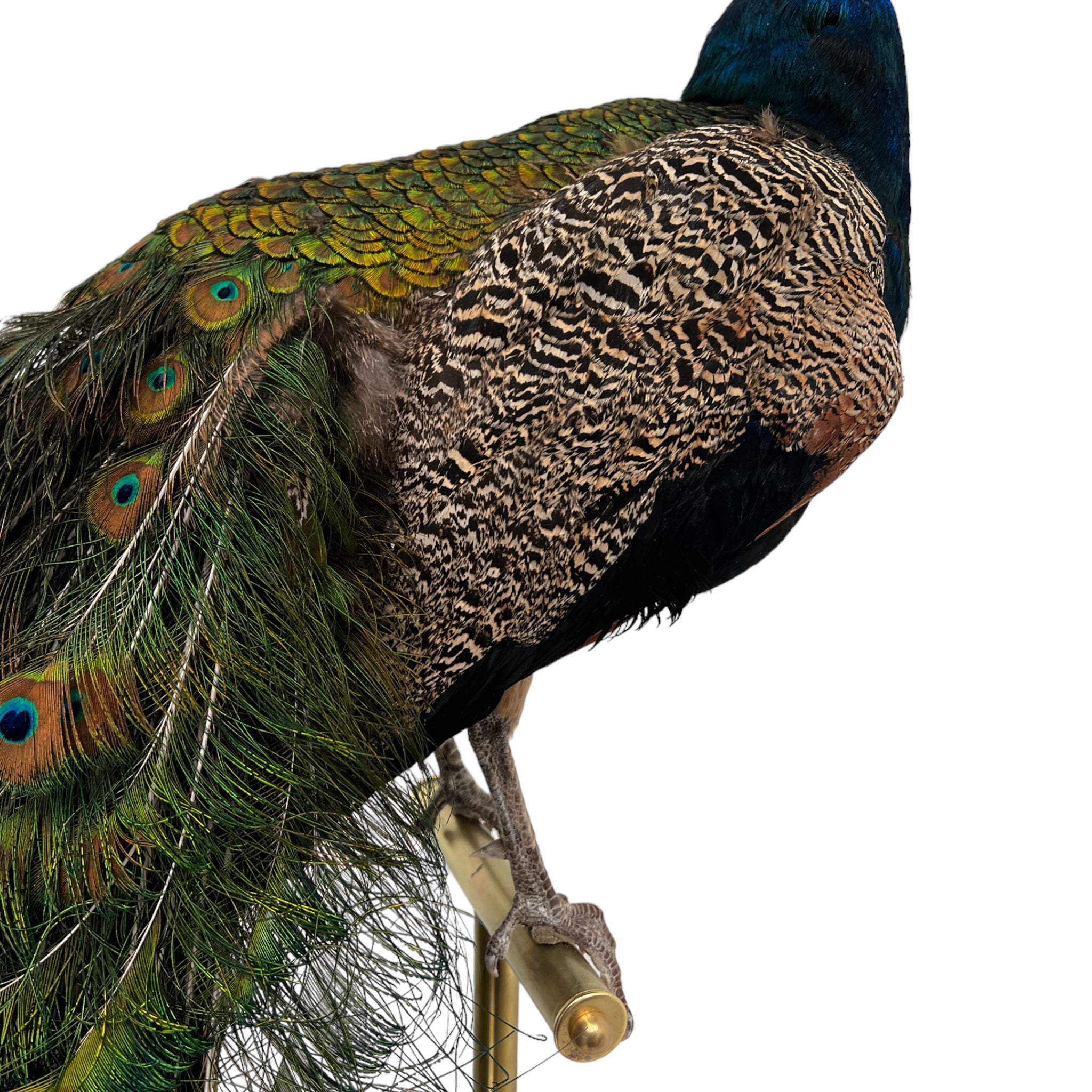 Vintage
vibrant
taxidermy
Sculpture
sculptural
Plumes
peacock taxidermy
peacock
mounted
male
living room
Large art
iridescence
Home
feathers
decorative
charming
Brass
Boho
bohemian
blue and green
Blue
birds
bird
Art