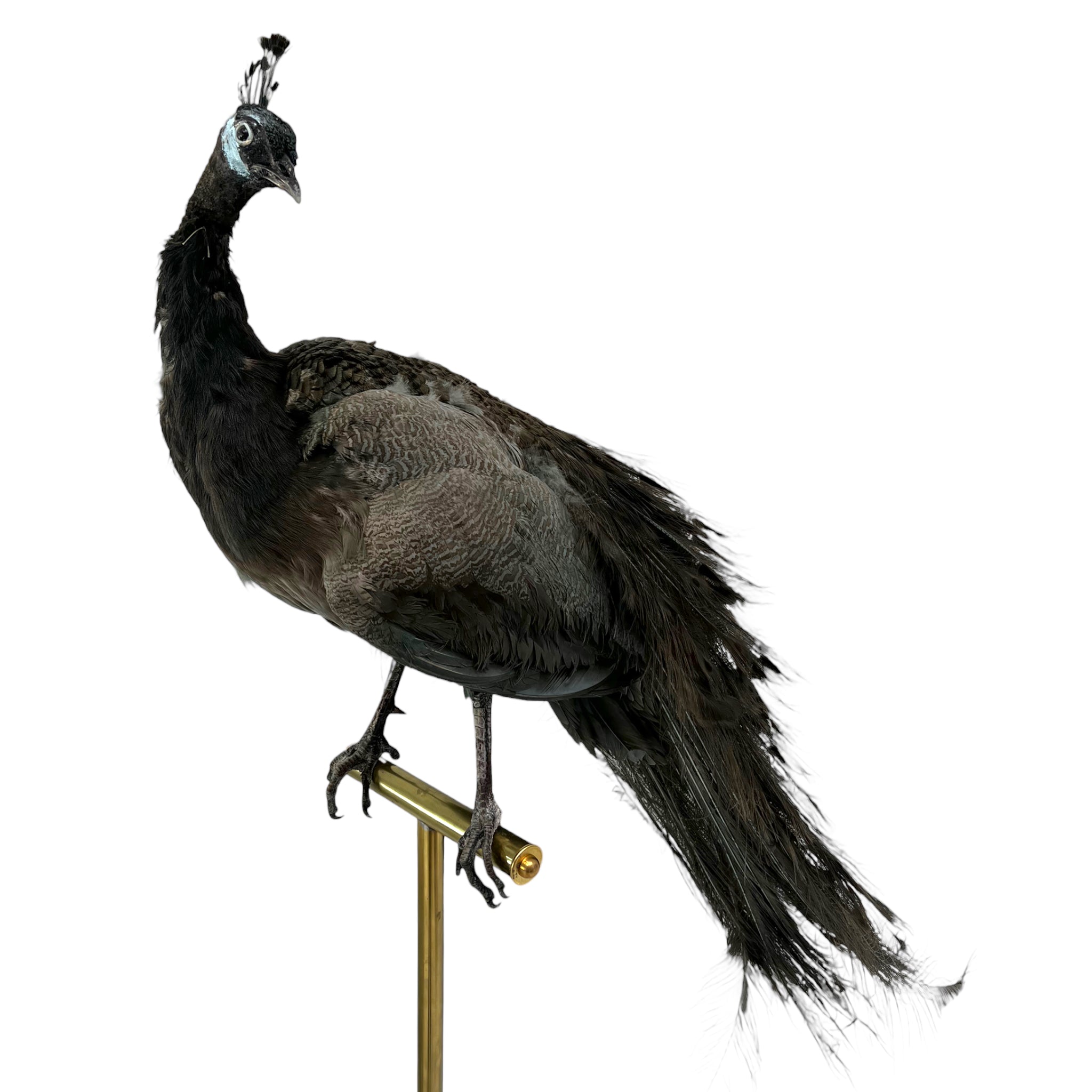 taxidermy
Plumes
peacock
living room
life size
Large art
Home
female
feathers
Brass
birds
bird
Art
mounted
Sculpture
sculptural
bohemian
Boho
feminine
peacock taxidermy
Texas
Green
gray