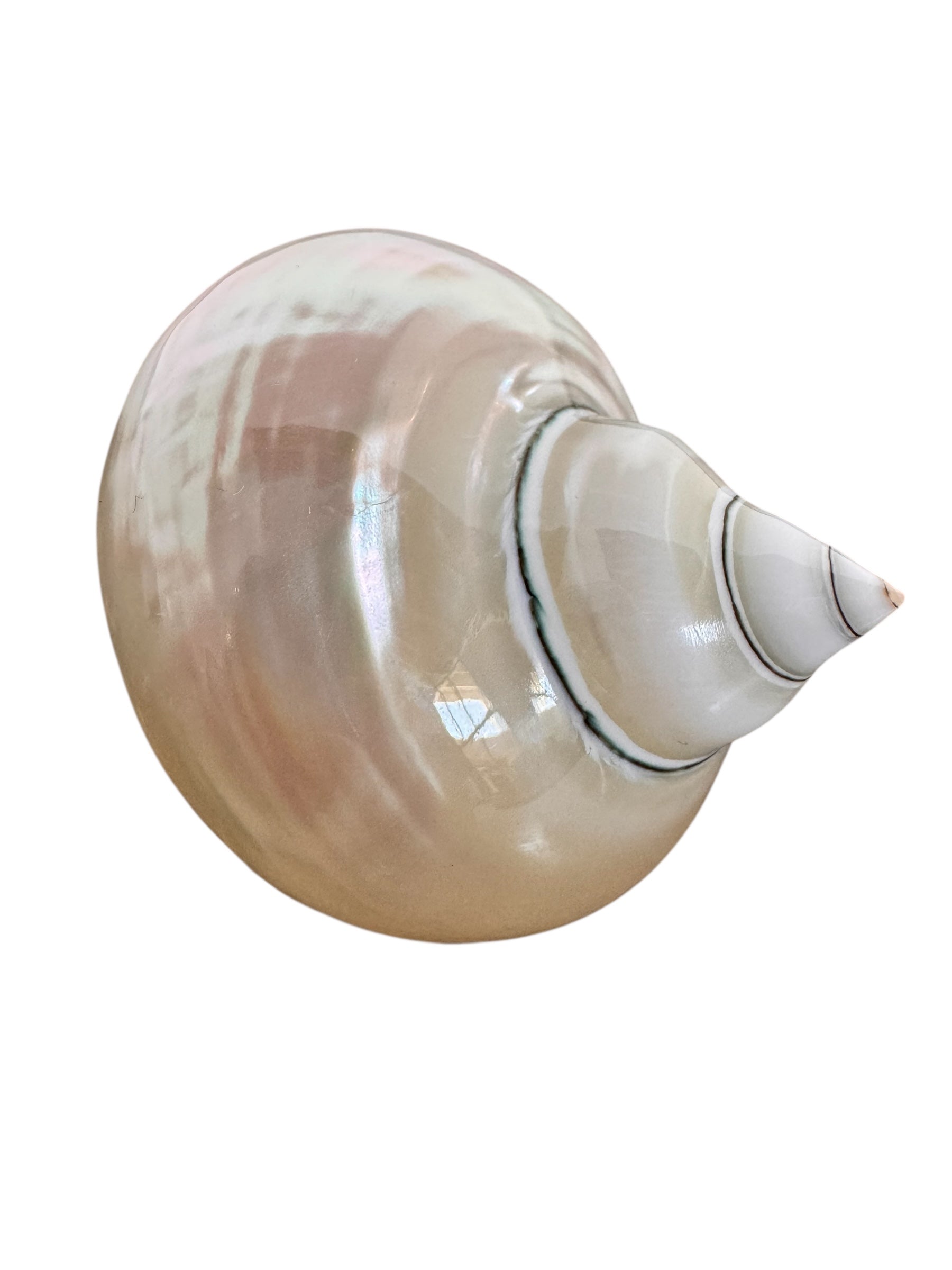 Hans Turnwald, 1980s, 1990s, napkin rings, silver ring, dinner party decoration, Hollywood regency, Turnwald Collection, High-end diningware, Coastal, Pearlized hermit shell