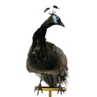 taxidermy
Plumes
peacock
living room
life size
Large art
Home
female
feathers
Brass
birds
bird
Art
mounted
Sculpture
sculptural
bohemian
Boho
feminine
peacock taxidermy
Texas
Green
gray