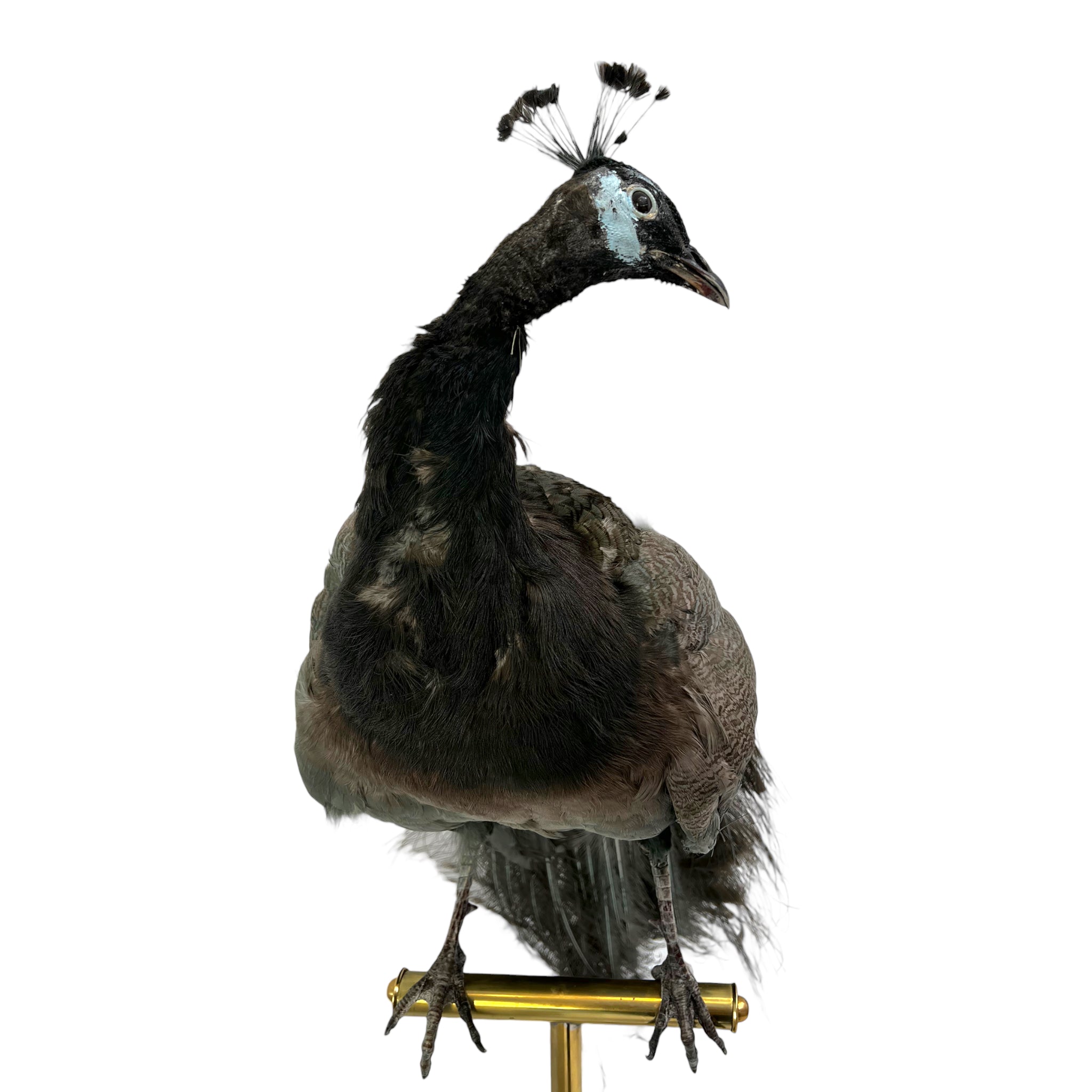 taxidermy
Plumes
peacock
living room
life size
Large art
Home
female
feathers
Brass
birds
bird
Art
mounted
Sculpture
sculptural
bohemian
Boho
feminine
peacock taxidermy
Texas
Green
gray