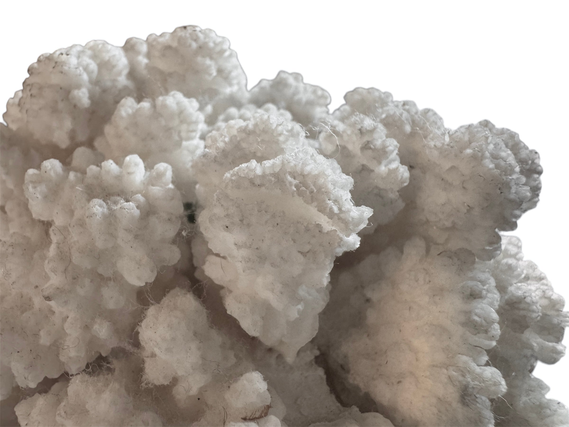 A dense, mounded white coral sculpture with a heavy, cauliflower-style growth pattern. The lobes are closely bunched together, covered in tiny, uniform bumps that give the piece a fuzzy or frosted visual texture.