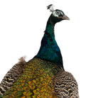 Vintage
vibrant
taxidermy
Sculpture
sculptural
Plumes
peacock taxidermy
peacock
mounted
male
living room
Large art
iridescence
Home
feathers
decorative
charming
Brass
Boho
bohemian
blue and green
Blue
birds
bird
Art