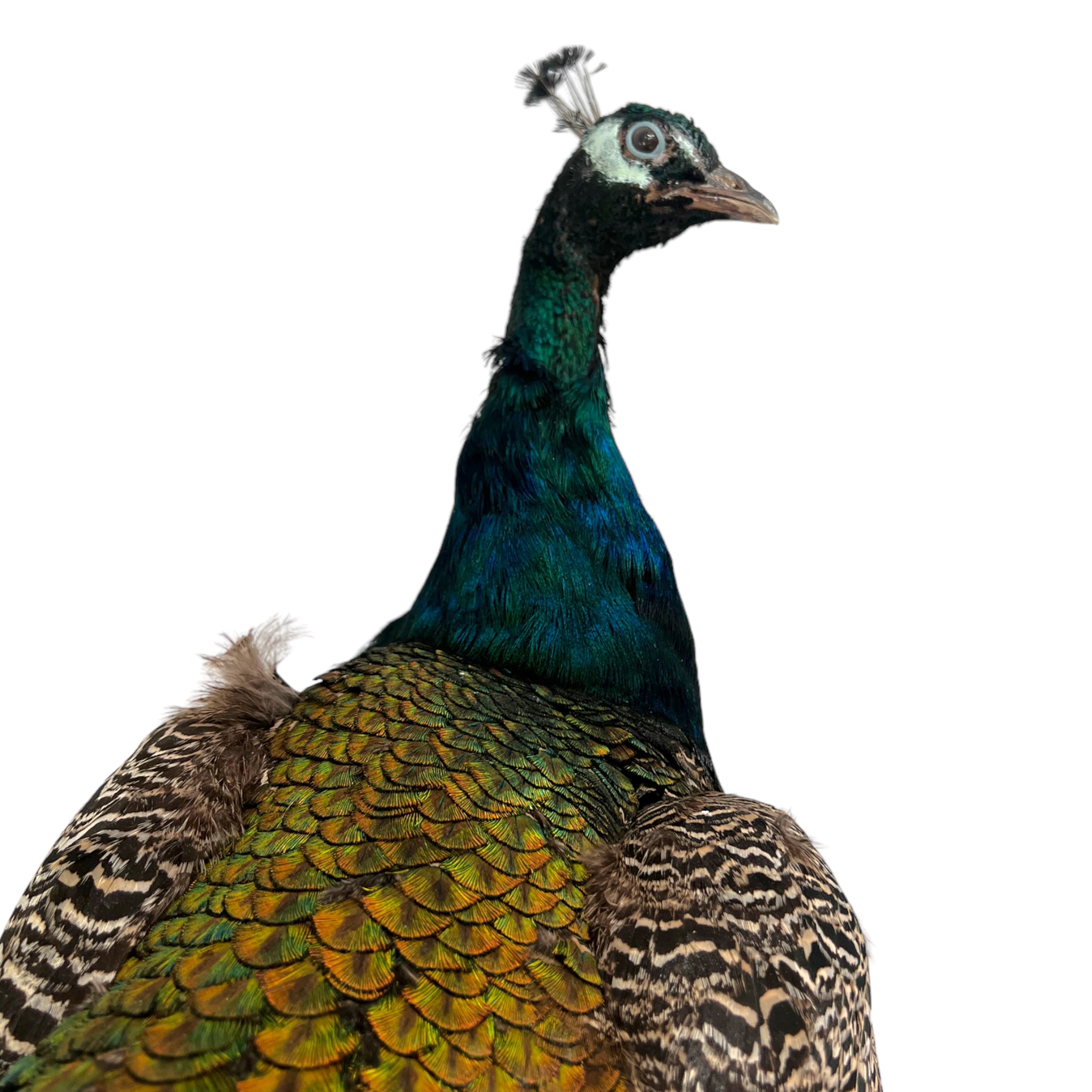 Vintage
vibrant
taxidermy
Sculpture
sculptural
Plumes
peacock taxidermy
peacock
mounted
male
living room
Large art
iridescence
Home
feathers
decorative
charming
Brass
Boho
bohemian
blue and green
Blue
birds
bird
Art