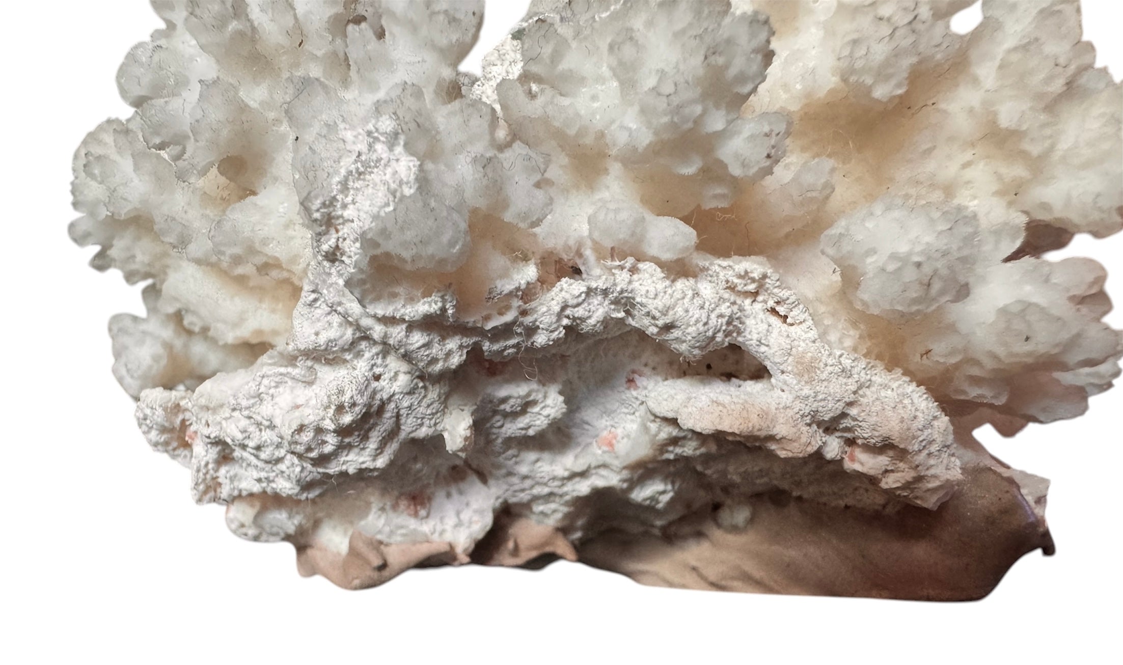 A small, delicate white coral sculpture with a cluster of short, upright branches. The structure is asymmetrical and intricate, featuring a porous, sponge-like surface texture and a jagged, irregular base.