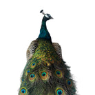 Vintage
vibrant
taxidermy
Sculpture
sculptural
Plumes
peacock taxidermy
peacock
mounted
male
living room
Large art
iridescence
Home
feathers
decorative
charming
Brass
Boho
bohemian
blue and green
Blue
birds
bird
Art