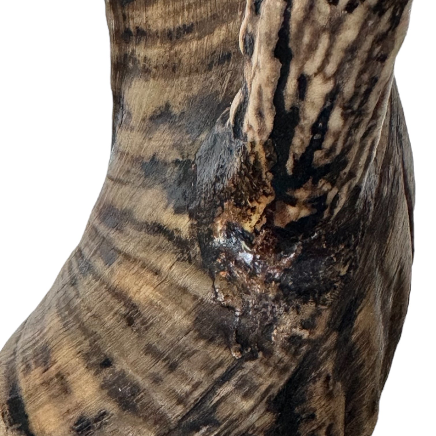 Vintage
tabletop
Table Top
ram horns
Mid century
Metal
J Anthony Redmile
Horns
hand crafted
faux horn
candlesticks
candleholder
candelabra
Bronze
Brass
Ram Horn Candlesticks in the manner of J. Anthony Redmile
ram horns austin
Faux Ram Horn Candlesticks
animal art austin
eclectic
gift idea
gift guide