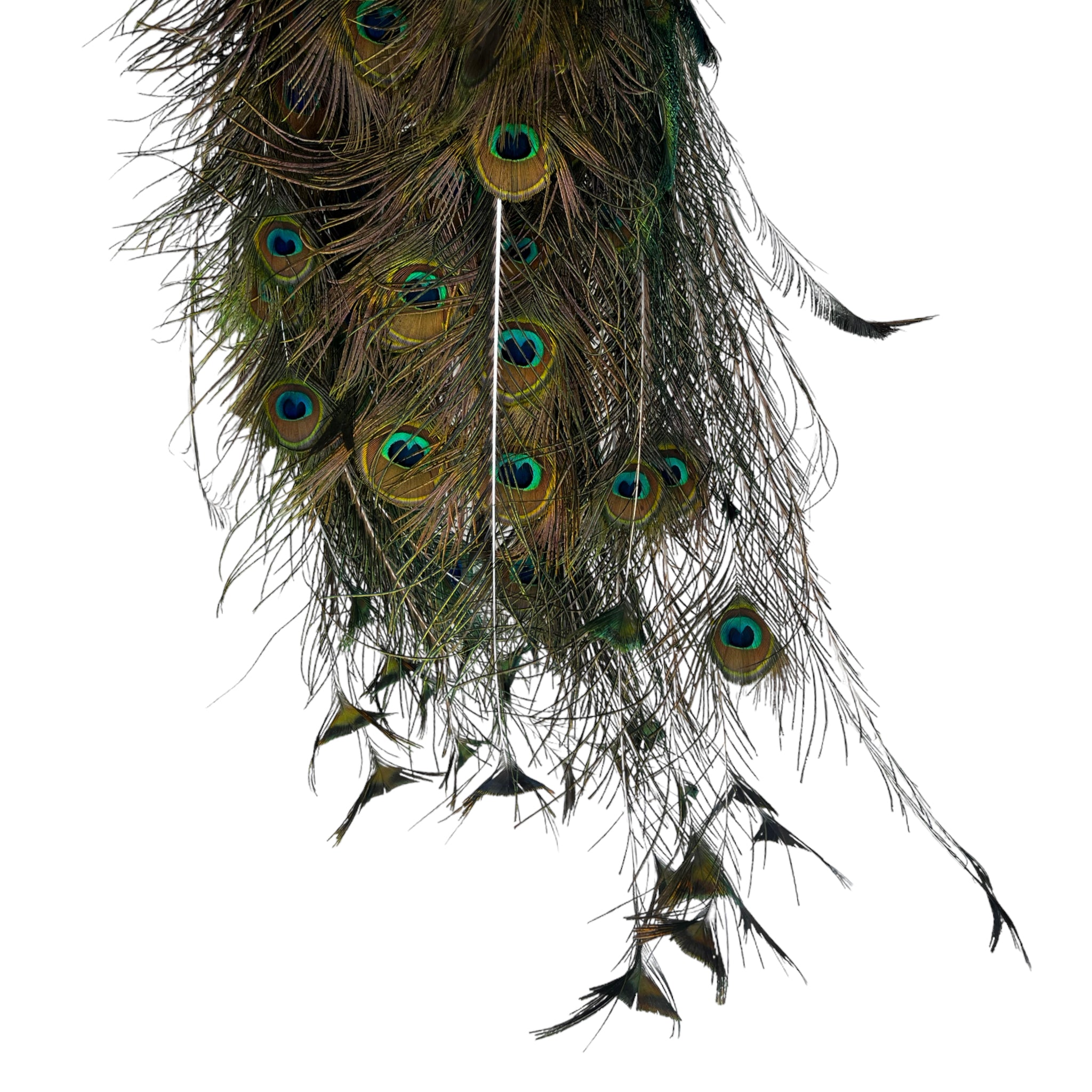 Vintage
vibrant
taxidermy
Sculpture
sculptural
Plumes
peacock taxidermy
peacock
mounted
male
living room
Large art
iridescence
Home
feathers
decorative
charming
Brass
Boho
bohemian
blue and green
Blue
birds
bird
Art