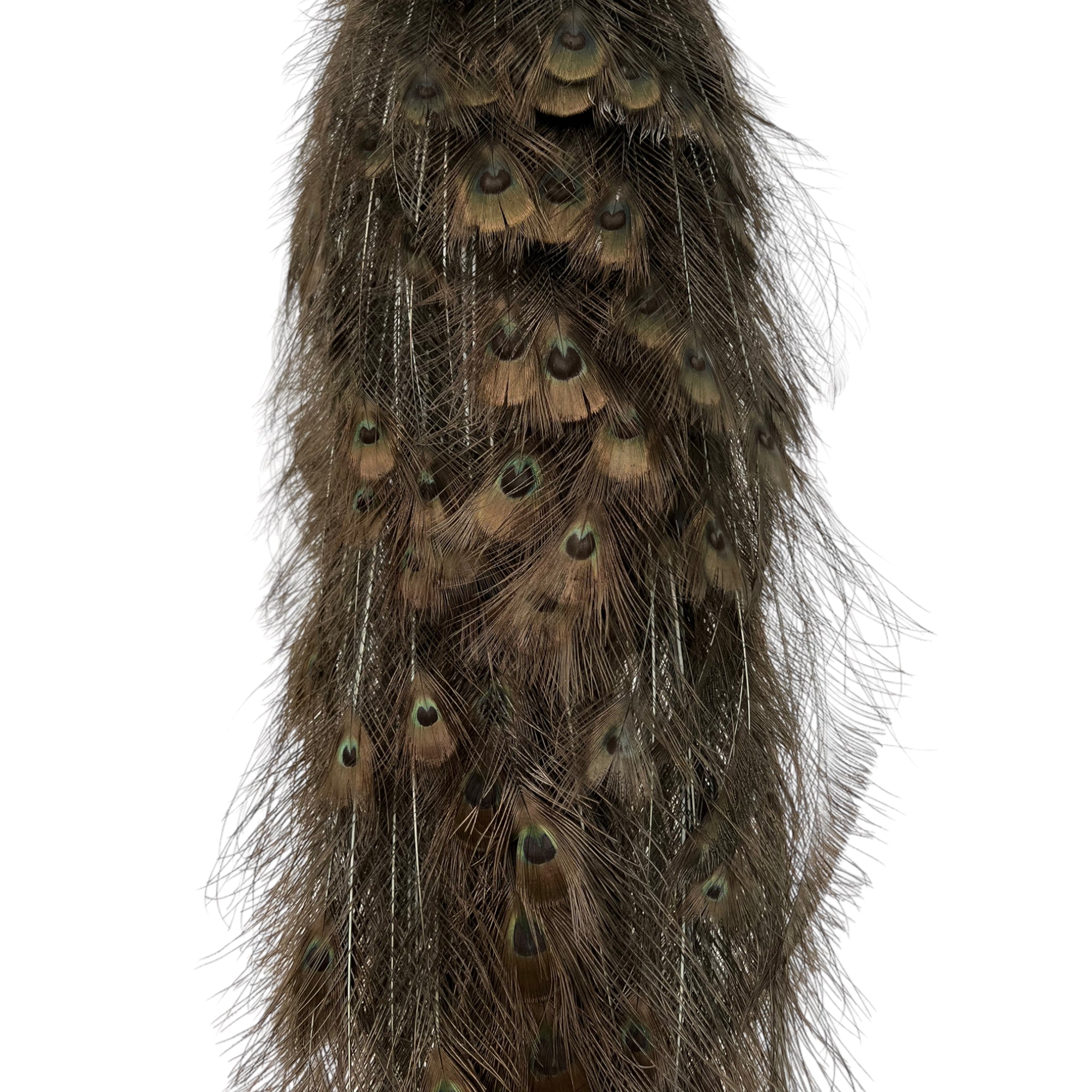 taxidermy
Plumes
peacock
living room
life size
Large art
Home
female
feathers
Brass
birds
bird
Art
mounted
Sculpture
sculptural
bohemian
Boho
feminine
peacock taxidermy
Texas
Green
gray