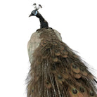taxidermy
Plumes
peacock
living room
life size
Large art
Home
female
feathers
Brass
birds
bird
Art
mounted
Sculpture
sculptural
bohemian
Boho
feminine
peacock taxidermy
Texas
Green
gray