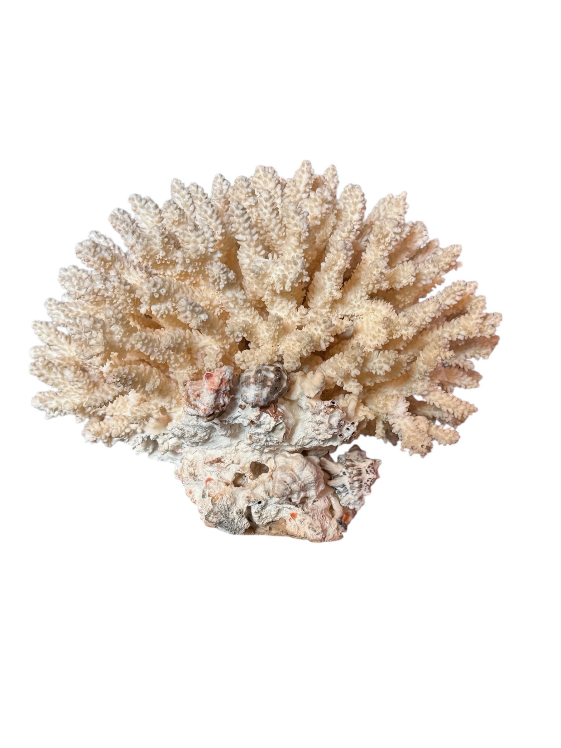 A detailed cream-colored coral sculpture resembling a classic staghorn coral. Numerous small, thin branches radiate upward and outward from a solid base embedded with tiny shells. The surface is densely covered in fine, petal-like scales.
