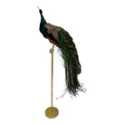 Vintage
vibrant
taxidermy
Sculpture
sculptural
Plumes
peacock taxidermy
peacock
mounted
male
living room
Large art
iridescence
Home
feathers
decorative
charming
Brass
Boho
bohemian
blue and green
Blue
birds
bird
Art