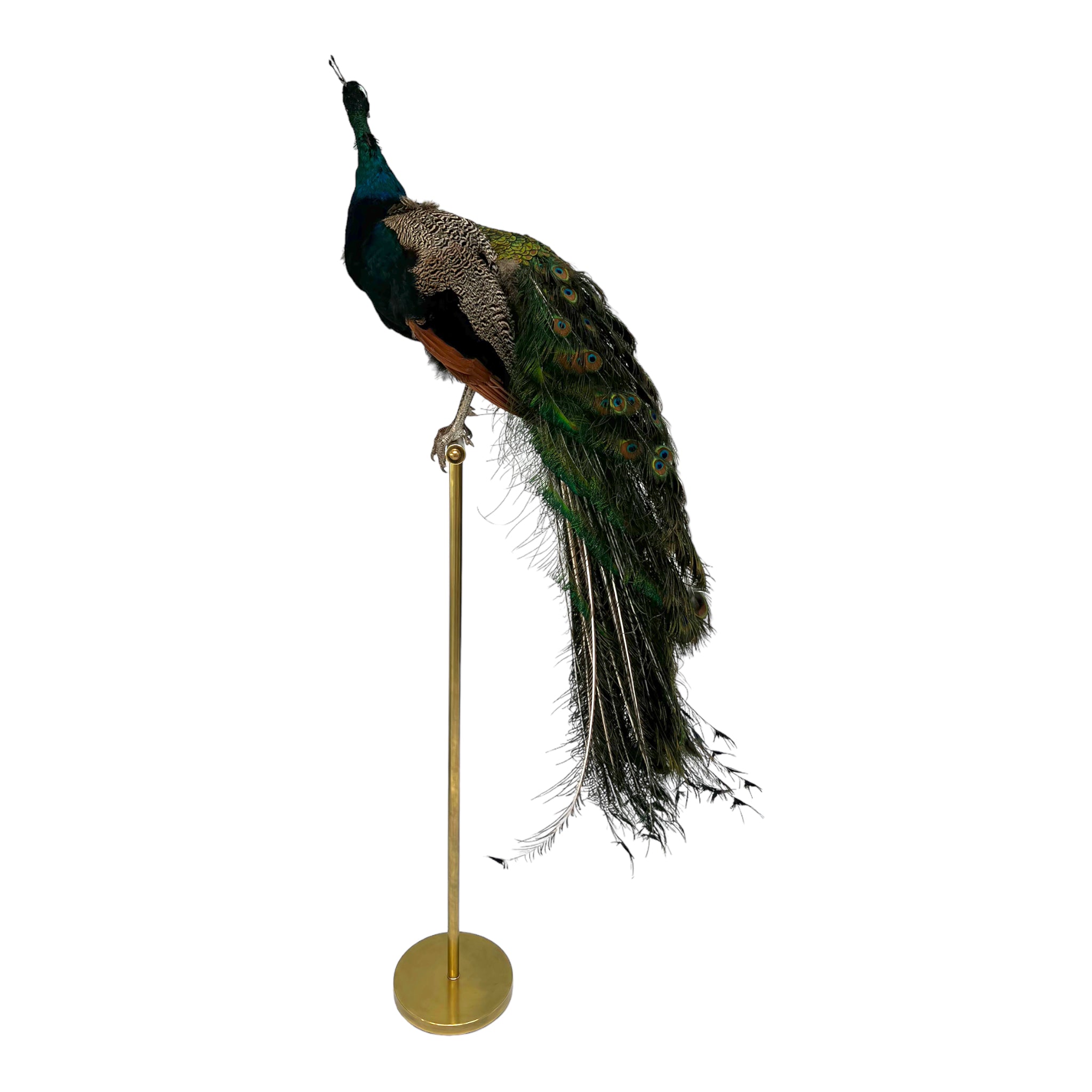 Vintage
vibrant
taxidermy
Sculpture
sculptural
Plumes
peacock taxidermy
peacock
mounted
male
living room
Large art
iridescence
Home
feathers
decorative
charming
Brass
Boho
bohemian
blue and green
Blue
birds
bird
Art