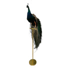 Vintage
vibrant
taxidermy
Sculpture
sculptural
Plumes
peacock taxidermy
peacock
mounted
male
living room
Large art
iridescence
Home
feathers
decorative
charming
Brass
Boho
bohemian
blue and green
Blue
birds
bird
Art