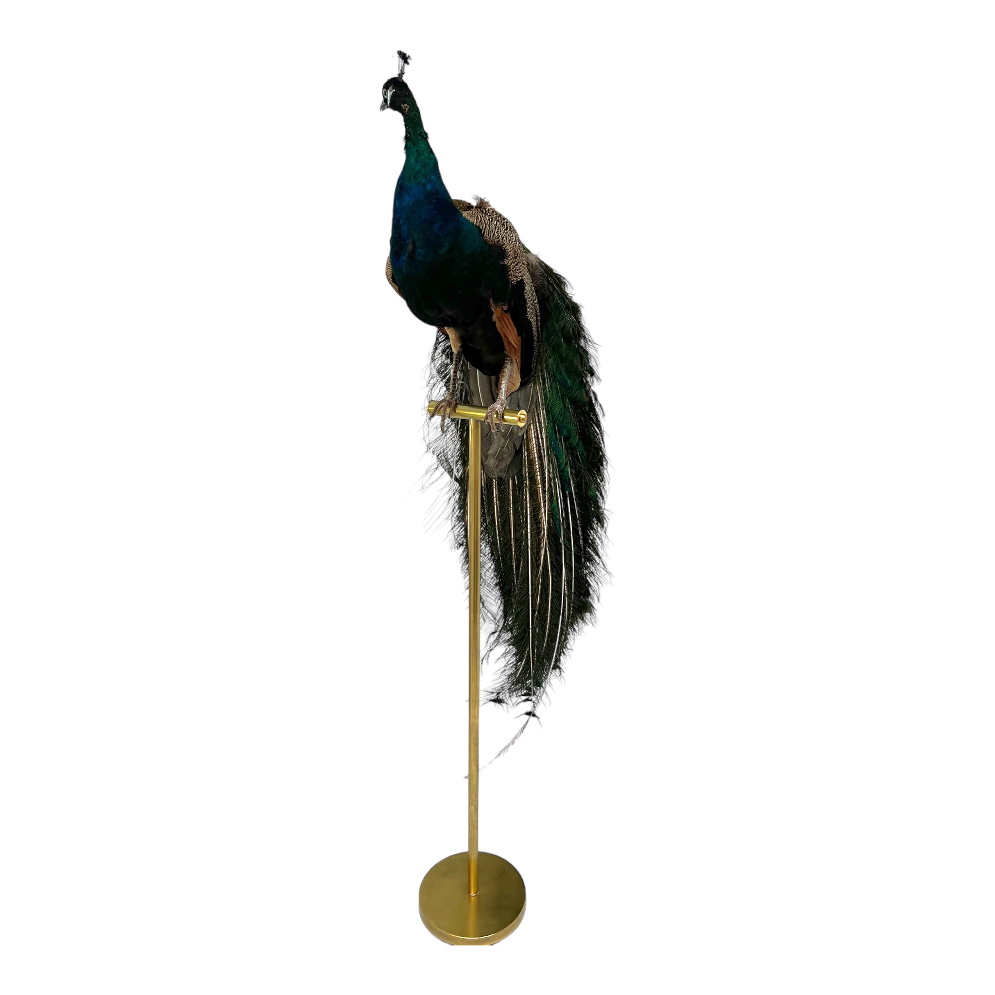 Vintage
vibrant
taxidermy
Sculpture
sculptural
Plumes
peacock taxidermy
peacock
mounted
male
living room
Large art
iridescence
Home
feathers
decorative
charming
Brass
Boho
bohemian
blue and green
Blue
birds
bird
Art