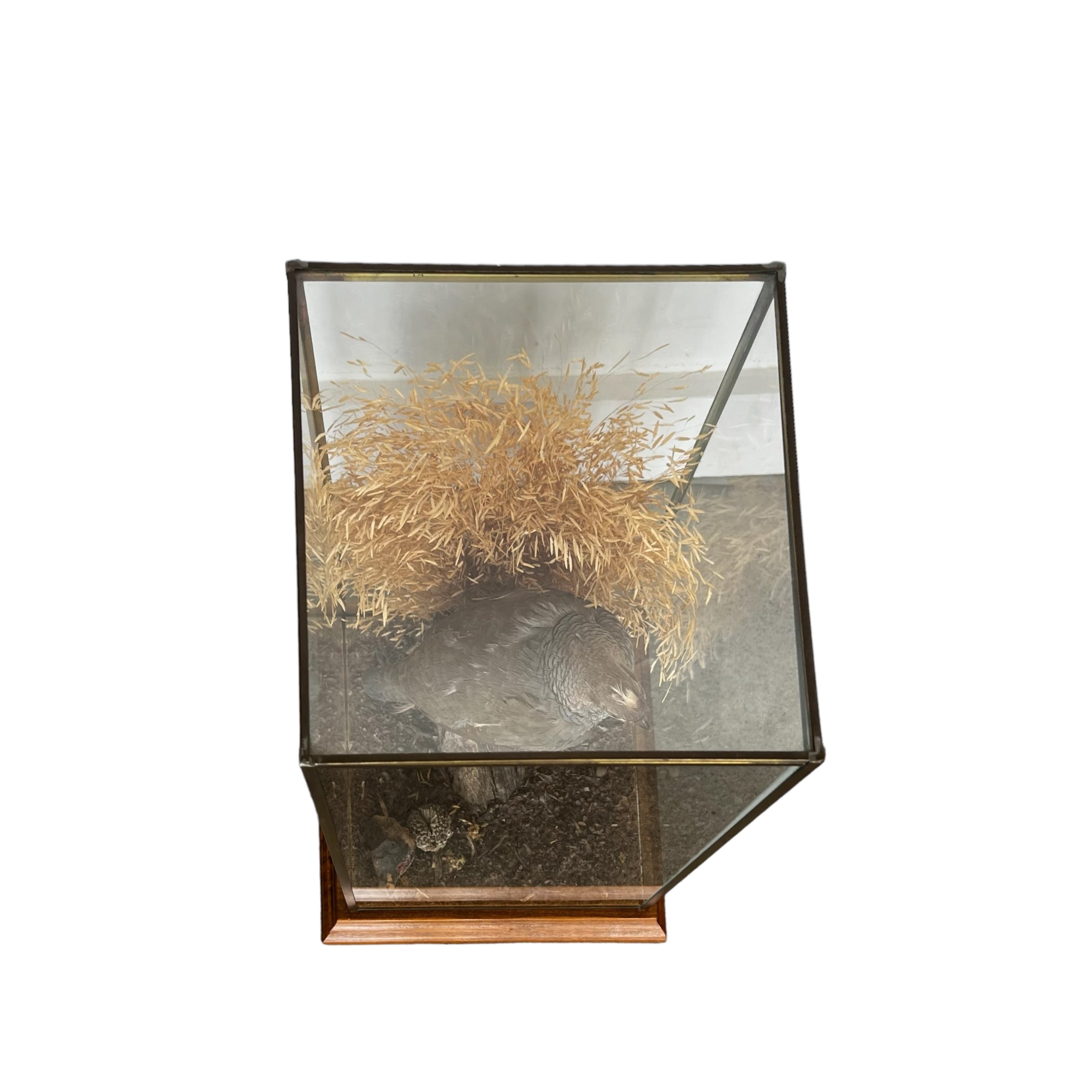 wood
Vintage
taxidermy
Table Top
quail
feathers
Cloche
birds
bird
art under 1000
Art
Vintage Quail Taxidermy Cloche
Vintage Quail Taxidermy
Quail Taxidermy Cloche
Vintage Taxidermy Cloche
Quail Taxidermy
vintage cloche
nature
austin taxidermy
austin quail taxidermy
quail taxidermy austin