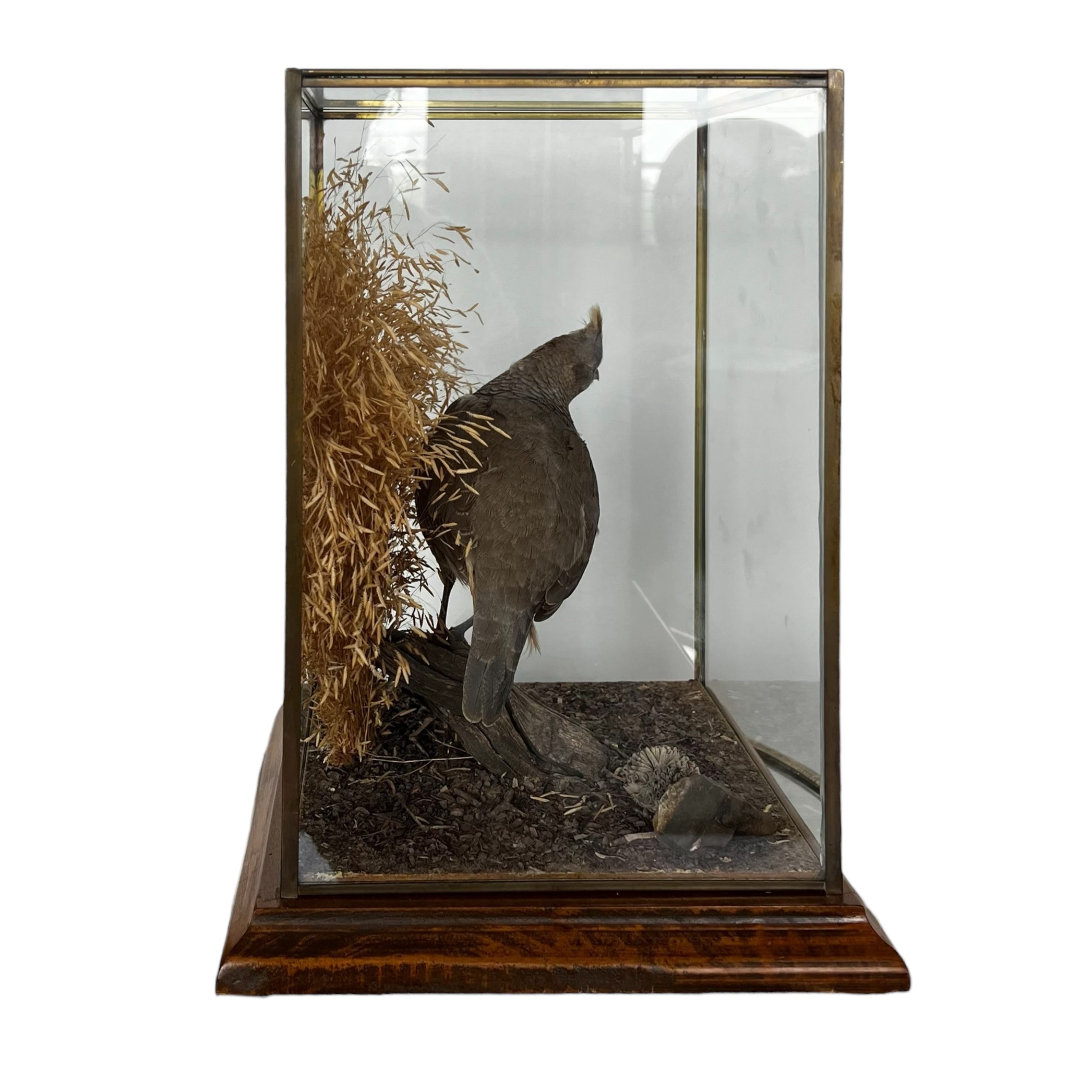 wood
Vintage
taxidermy
Table Top
quail
feathers
Cloche
birds
bird
art under 1000
Art
Vintage Quail Taxidermy Cloche
Vintage Quail Taxidermy
Quail Taxidermy Cloche
Vintage Taxidermy Cloche
Quail Taxidermy
vintage cloche
nature
austin taxidermy
austin quail taxidermy
quail taxidermy austin