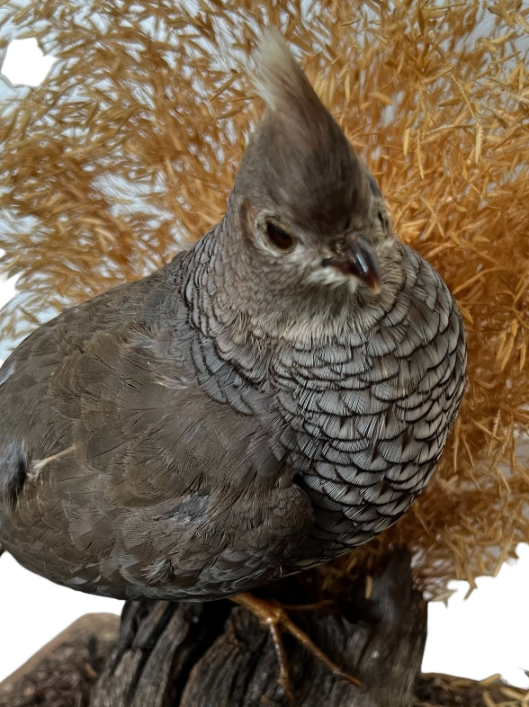 wood
Vintage
taxidermy
Table Top
quail
feathers
Cloche
birds
bird
art under 1000
Art
Vintage Quail Taxidermy Cloche
Vintage Quail Taxidermy
Quail Taxidermy Cloche
Vintage Taxidermy Cloche
Quail Taxidermy
vintage cloche
nature
austin taxidermy
austin quail taxidermy
quail taxidermy austin