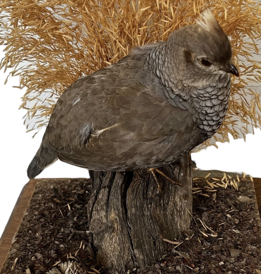 wood
Vintage
taxidermy
Table Top
quail
feathers
Cloche
birds
bird
art under 1000
Art
Vintage Quail Taxidermy Cloche
Vintage Quail Taxidermy
Quail Taxidermy Cloche
Vintage Taxidermy Cloche
Quail Taxidermy
vintage cloche
nature
austin taxidermy
austin quail taxidermy
quail taxidermy austin
