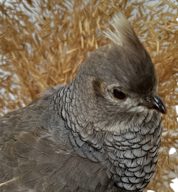 wood
Vintage
taxidermy
Table Top
quail
feathers
Cloche
birds
bird
art under 1000
Art
Vintage Quail Taxidermy Cloche
Vintage Quail Taxidermy
Quail Taxidermy Cloche
Vintage Taxidermy Cloche
Quail Taxidermy
vintage cloche
nature
austin taxidermy
austin quail taxidermy
quail taxidermy austin