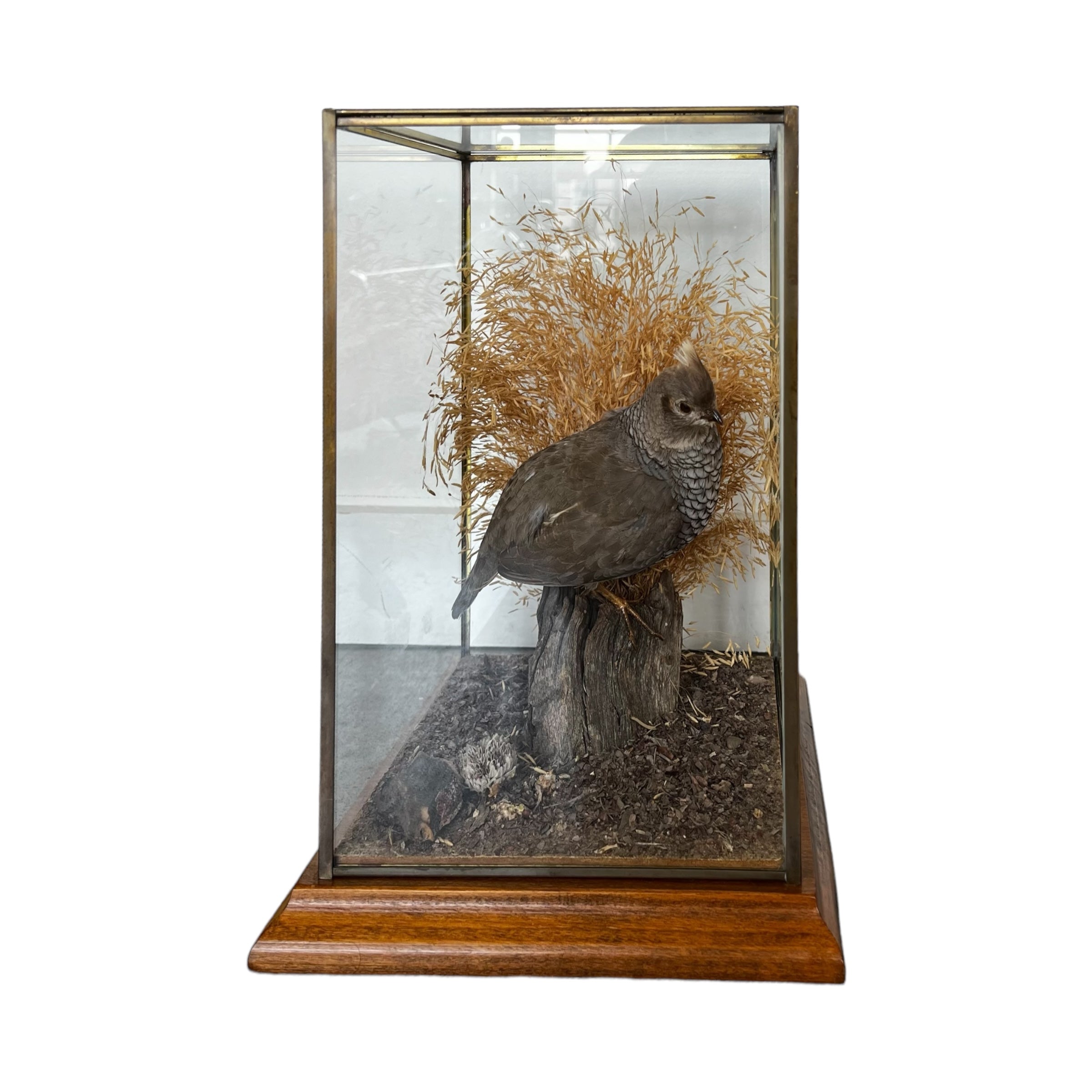 wood
Vintage
taxidermy
Table Top
quail
feathers
Cloche
birds
bird
art under 1000
Art
Vintage Quail Taxidermy Cloche
Vintage Quail Taxidermy
Quail Taxidermy Cloche
Vintage Taxidermy Cloche
Quail Taxidermy
vintage cloche
nature
austin taxidermy
austin quail taxidermy
quail taxidermy austin