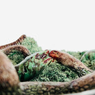 wall art
Spooky
Snakes
Sculpture
portugal
nature
lizards
José Alves Cunha
Home
Green
Frog
Decor
Colorful
Art for All
Art
Animals
Palissy Ware
art under 1000
Ceramic
19th century
textural
textured
Texture
snail
moth