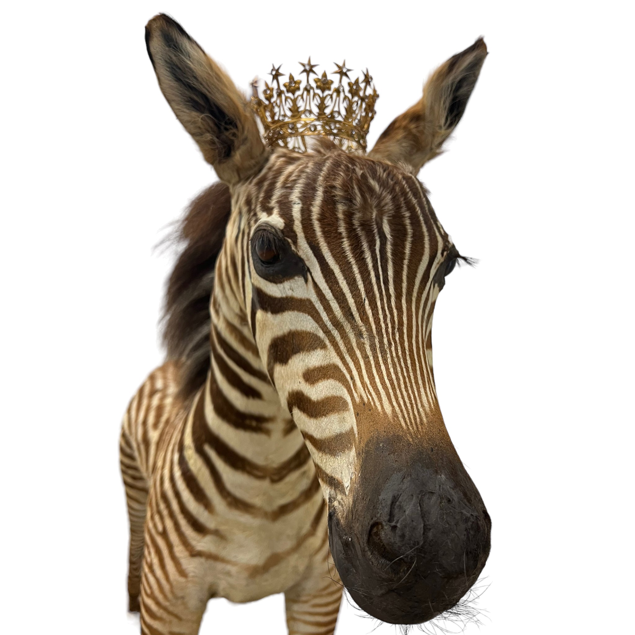 Zebra
zebra taxidermy austin
zebra austin
taxidermy austin
wooden rocker
taxidermy
Sculpture
rocking horse
religious
London
Large art
jeweled
crown
Charolotte
Art
Andre Robolobavich
skirt
adorned
striped
brown
life size
wildlife
safari
ethical
exotic
zebra taxidermy