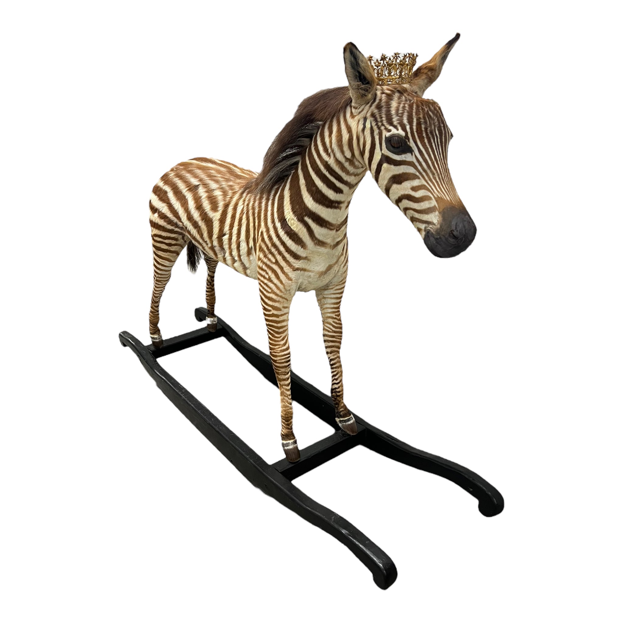Taxidermy zebra mounted on a wooden rocker with a jeweled crown and bespoke skirt, by Andre Robolobavich.
Zebra taxidermy Austin.