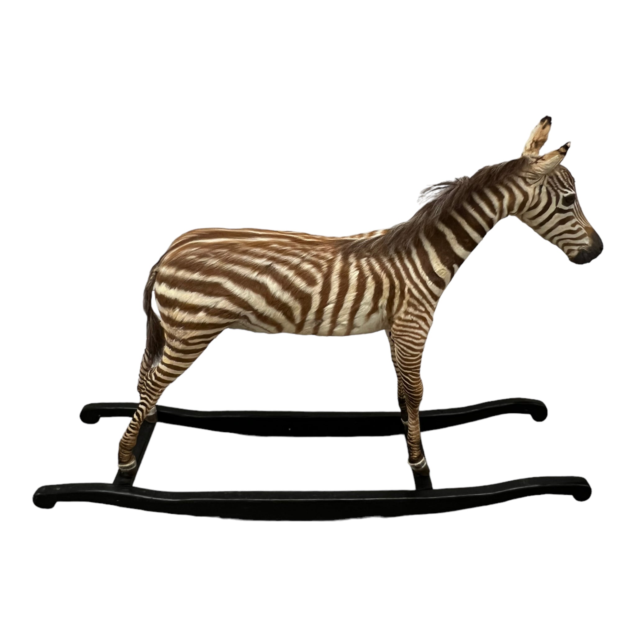 Zebra
zebra taxidermy austin
zebra austin
taxidermy austin
wooden rocker
taxidermy
Sculpture
rocking horse
religious
London
Large art
jeweled
crown
Charolotte
Art
Andre Robolobavich
skirt
adorned
striped
brown
life size
wildlife
safari
ethical
exotic
zebra taxidermy
