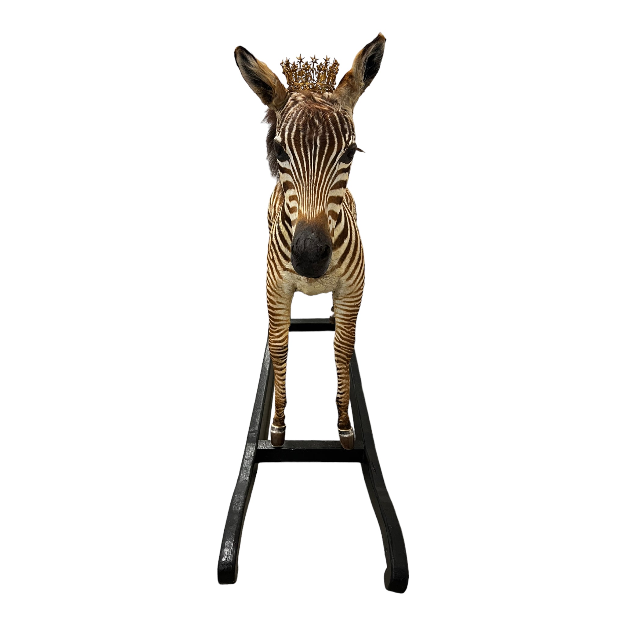 Zebra
zebra taxidermy
zebra taxidermy austin
zebra austin
taxidermy austin
taxidermy zebra austin
taxidermy
taxidermy austin zebra
zebra austin
charlotte the zebra
Andre Robolobavich zebra
zebra taxidermy austin
zebra austin
taxidermy austin
wooden rocker
taxidermy
Sculpture
rocking horse
religious
London
Large art
jeweled
crown
Charolotte
Art
Andre Robolobavich
skirt
adorned
striped
brown
life size
wildlife
safari
ethical
exotic
zebra taxidermy