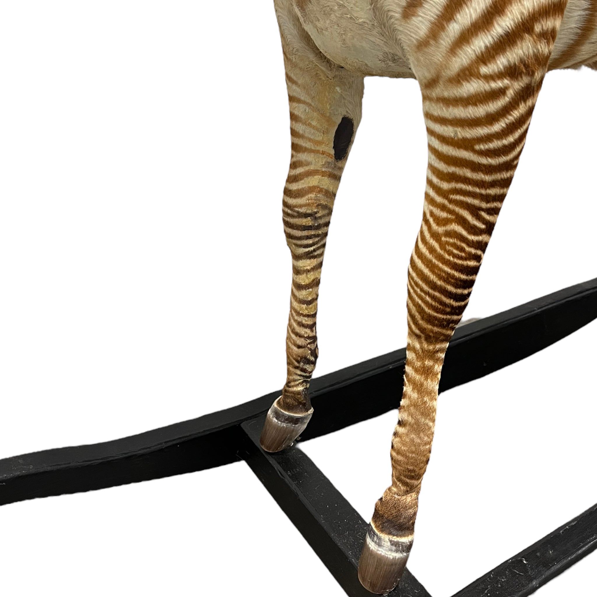 Zebra
zebra taxidermy austin
zebra austin
taxidermy austin
wooden rocker
taxidermy
Sculpture
rocking horse
religious
London
Large art
jeweled
crown
Charolotte
Art
Andre Robolobavich
skirt
adorned
striped
brown
life size
wildlife
safari
ethical
exotic
zebra taxidermy