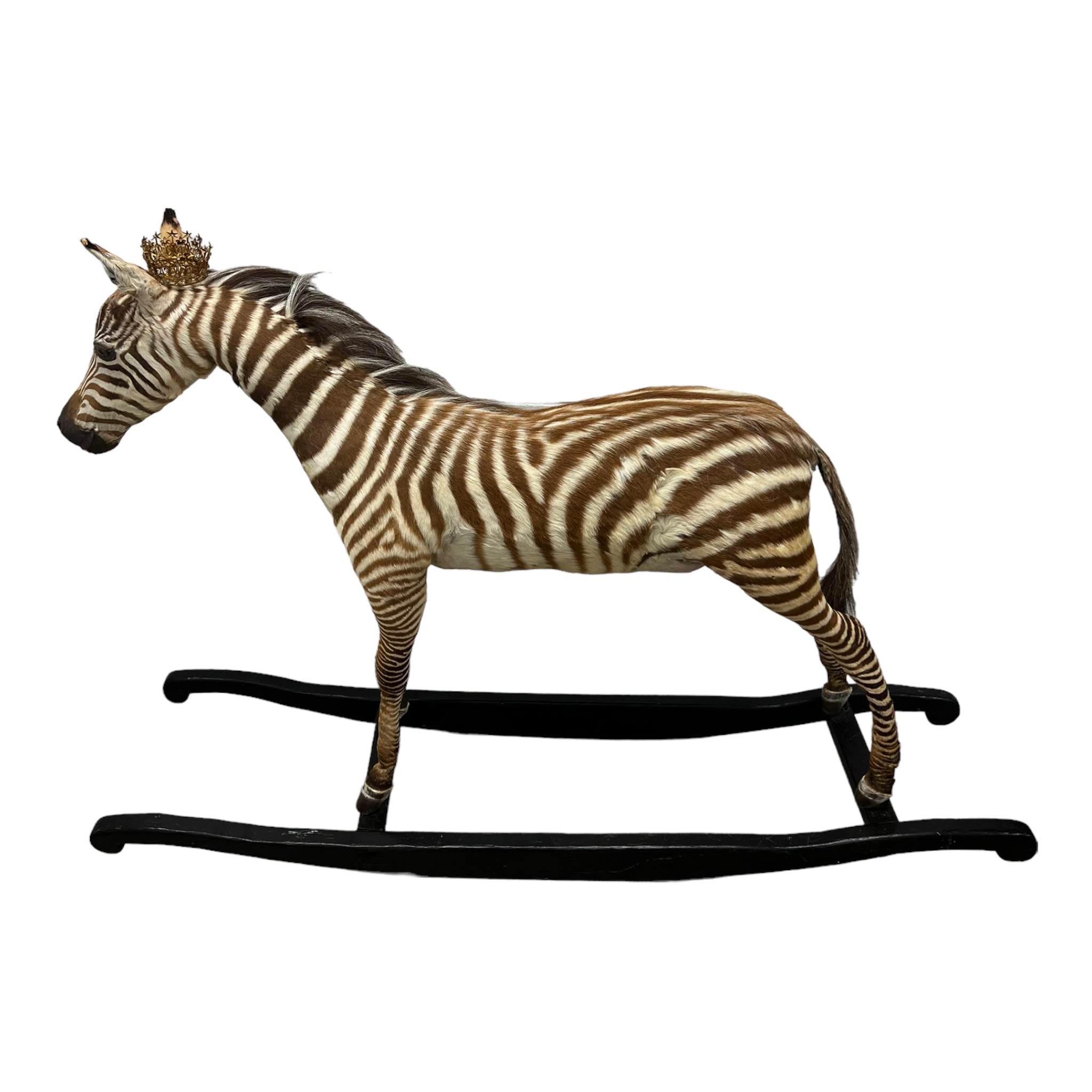 Zebra
zebra taxidermy austin
zebra austin
taxidermy austin
wooden rocker
taxidermy
Sculpture
rocking horse
religious
London
Large art
jeweled
crown
Charolotte
Art
Andre Robolobavich
skirt
adorned
striped
brown
life size
wildlife
safari
ethical
exotic
zebra taxidermy