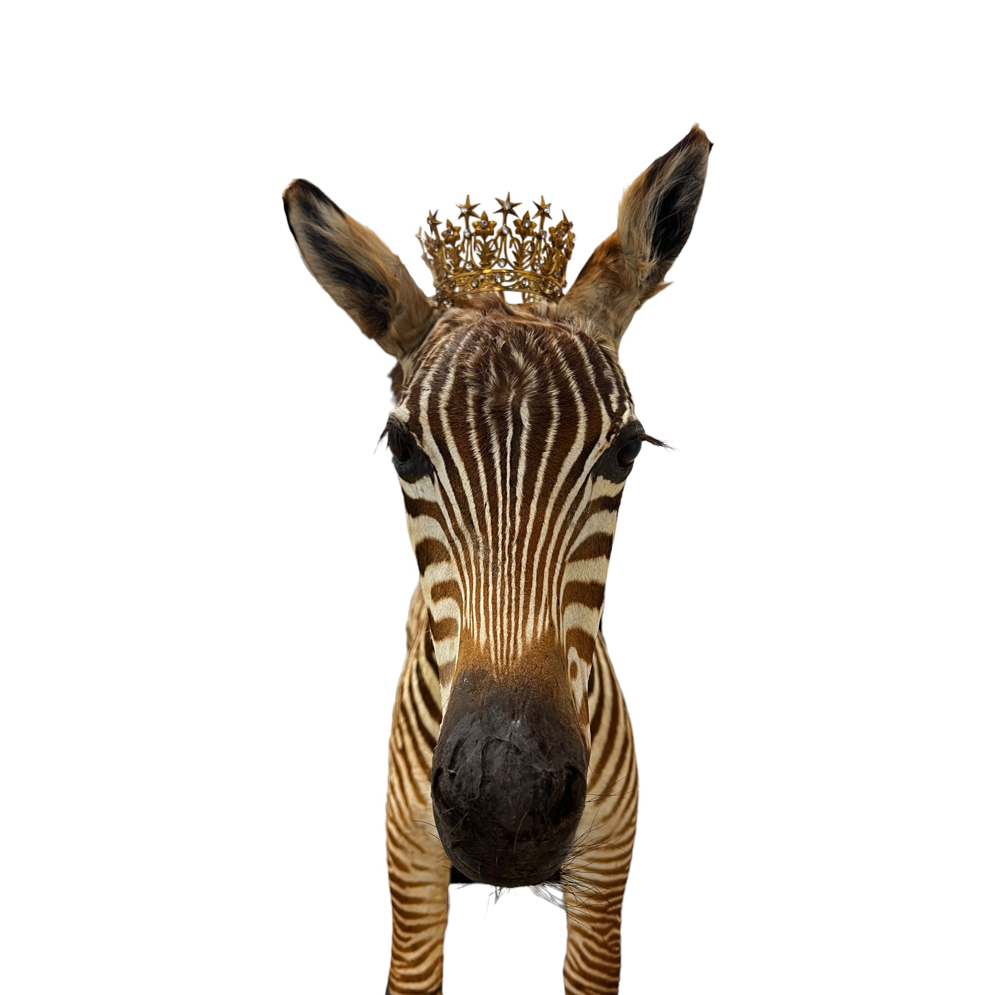 Zebra
zebra taxidermy austin
zebra austin
taxidermy austin
wooden rocker
taxidermy
Sculpture
rocking horse
religious
London
Large art
jeweled
crown
Charolotte
Art
Andre Robolobavich
skirt
adorned
striped
brown
life size
wildlife
safari
ethical
exotic
zebra taxidermy