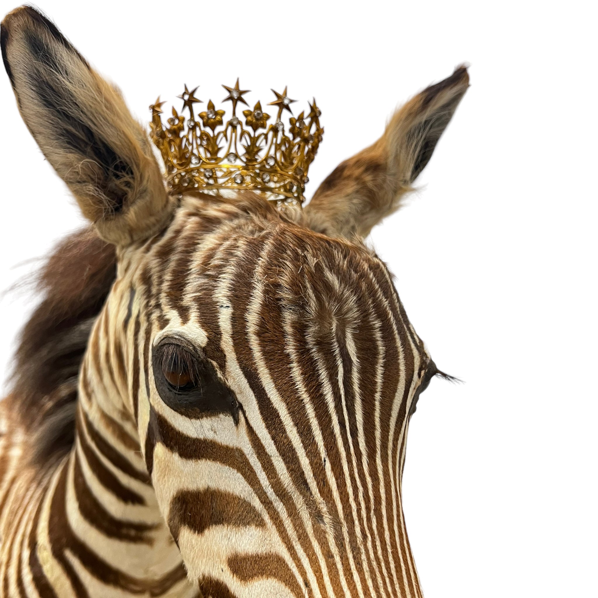 Zebra
zebra taxidermy
zebra taxidermy austin
zebra austin
taxidermy austin
taxidermy zebra austin
taxidermy
taxidermy austin zebra
zebra austin
charlotte the zebra
Andre Robolobavich zebra
zebra taxidermy austin
zebra austin
taxidermy austin
wooden rocker
taxidermy
Sculpture
rocking horse
religious
London
Large art
jeweled
crown
Charolotte
Art
Andre Robolobavich
skirt
adorned
striped
brown
life size
wildlife
safari
ethical
exotic
zebra taxidermy