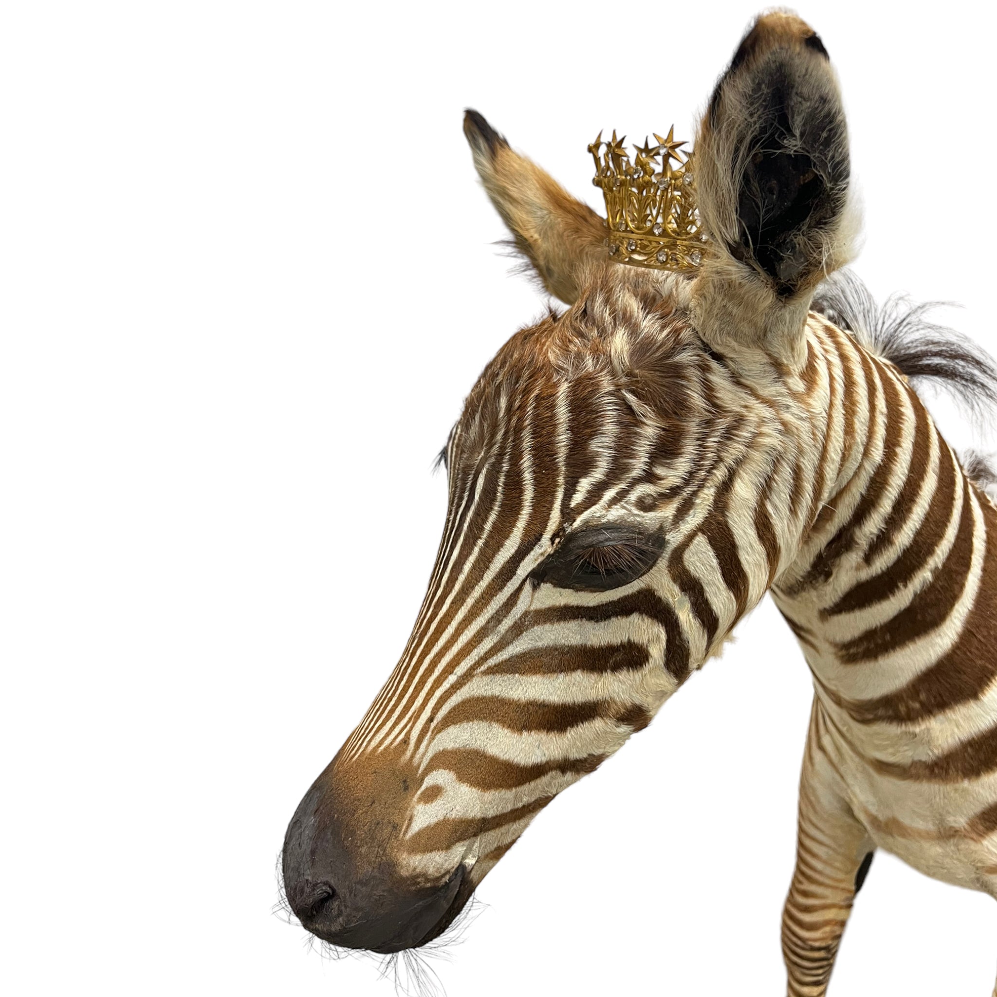 Zebra
zebra taxidermy
zebra taxidermy austin
zebra austin
taxidermy austin
taxidermy zebra austin
taxidermy
taxidermy austin zebra
zebra austin
charlotte the zebra
Andre Robolobavich zebra
zebra taxidermy austin
zebra austin
taxidermy austin
wooden rocker
taxidermy
Sculpture
rocking horse
religious
London
Large art
jeweled
crown
Charolotte
Art
Andre Robolobavich
skirt
adorned
striped
brown
life size
wildlife
safari
ethical
exotic
zebra taxidermy