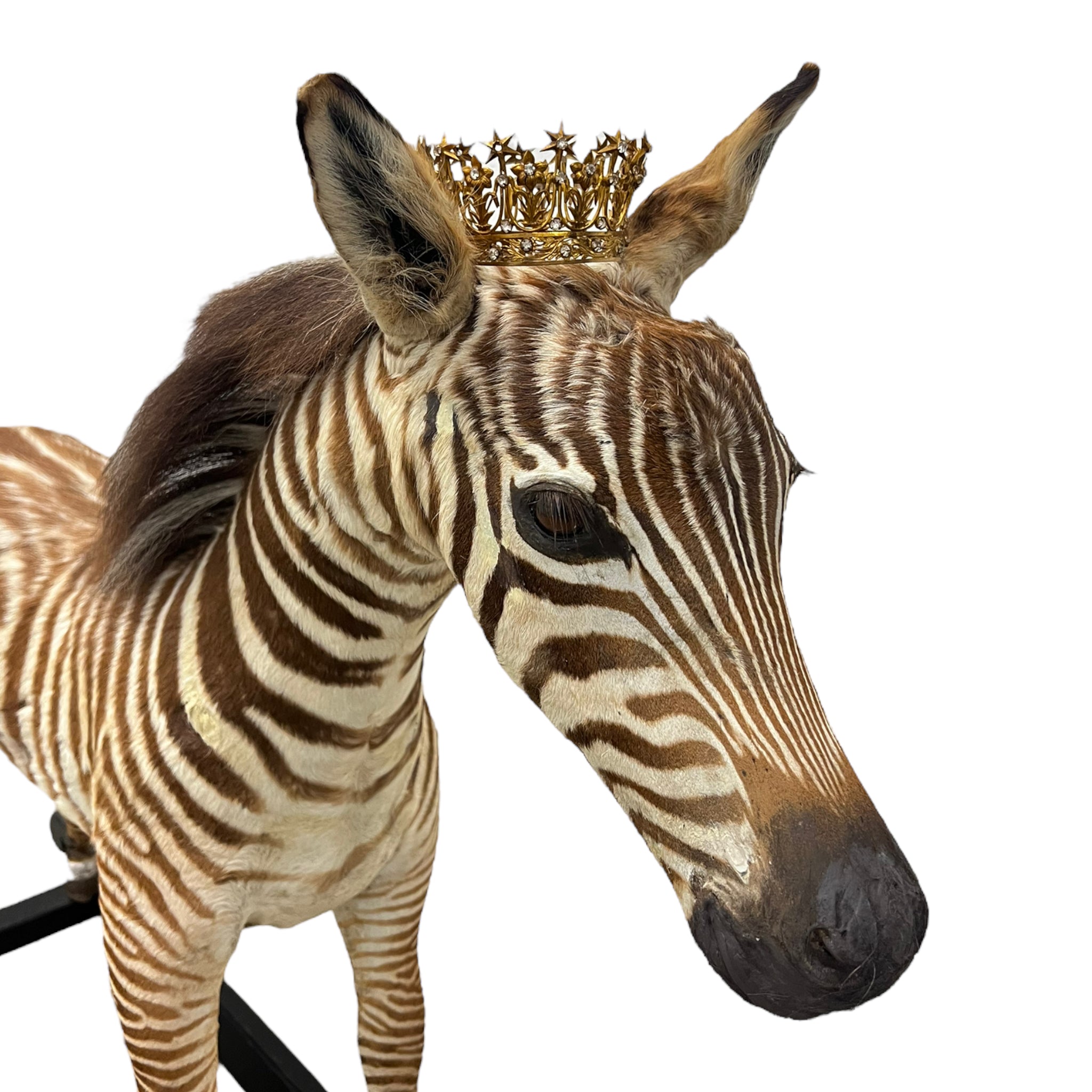 Zebra
zebra taxidermy austin
zebra austin
taxidermy austin
wooden rocker
taxidermy
Sculpture
rocking horse
religious
London
Large art
jeweled
crown
Charolotte
Art
Andre Robolobavich
skirt
adorned
striped
brown
life size
wildlife
safari
ethical
exotic
zebra taxidermy