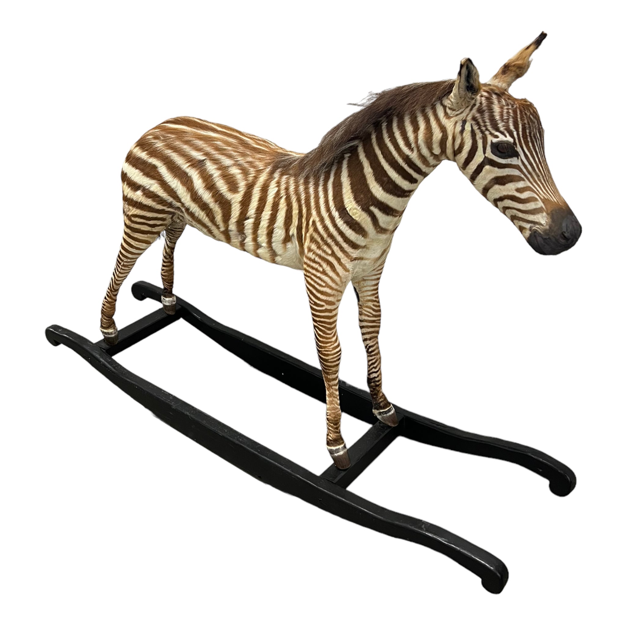 Zebra
zebra taxidermy austin
zebra austin
taxidermy austin
wooden rocker
taxidermy
Sculpture
rocking horse
religious
London
Large art
jeweled
crown
Charolotte
Art
Andre Robolobavich
skirt
adorned
striped
brown
life size
wildlife
safari
ethical
exotic
zebra taxidermy