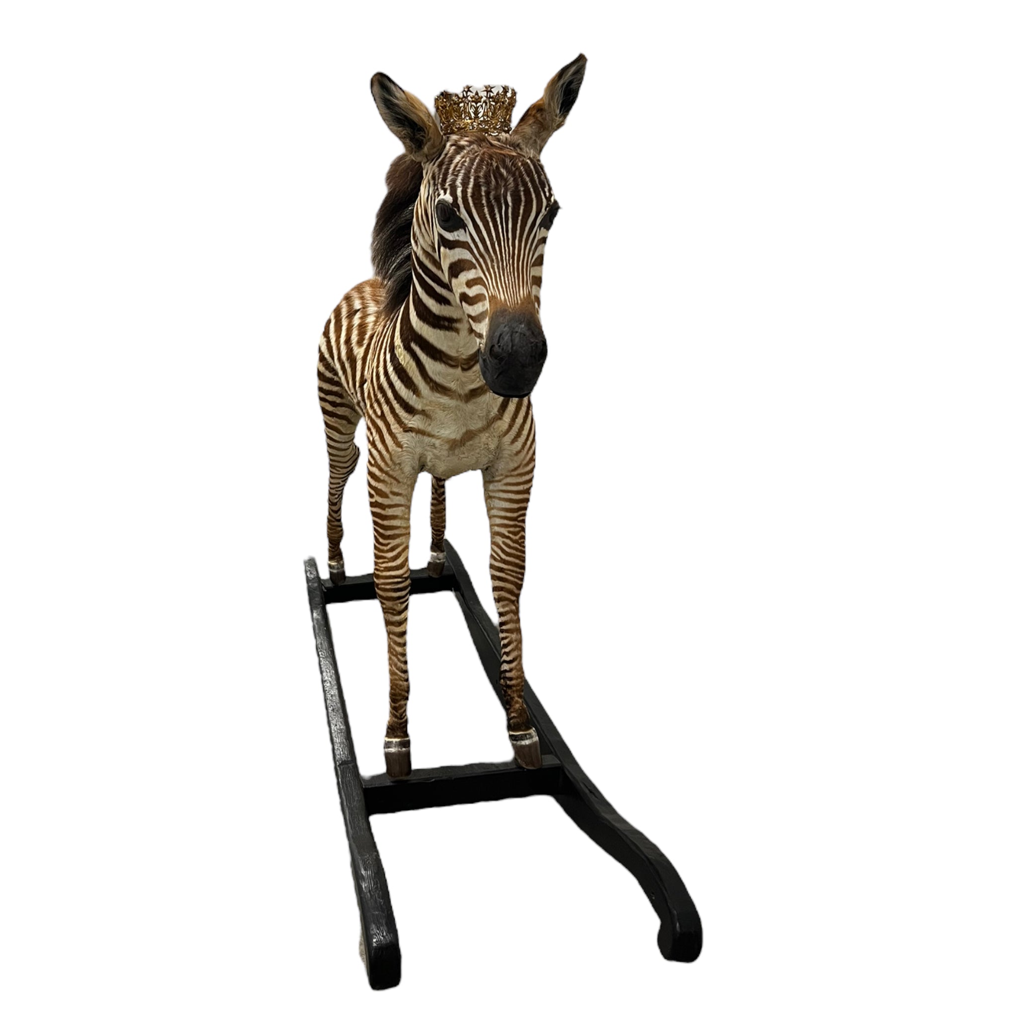 Zebra
zebra taxidermy austin
zebra austin
taxidermy austin
wooden rocker
taxidermy
Sculpture
rocking horse
religious
London
Large art
jeweled
crown
Charolotte
Art
Andre Robolobavich
skirt
adorned
striped
brown
life size
wildlife
safari
ethical
exotic
zebra taxidermy