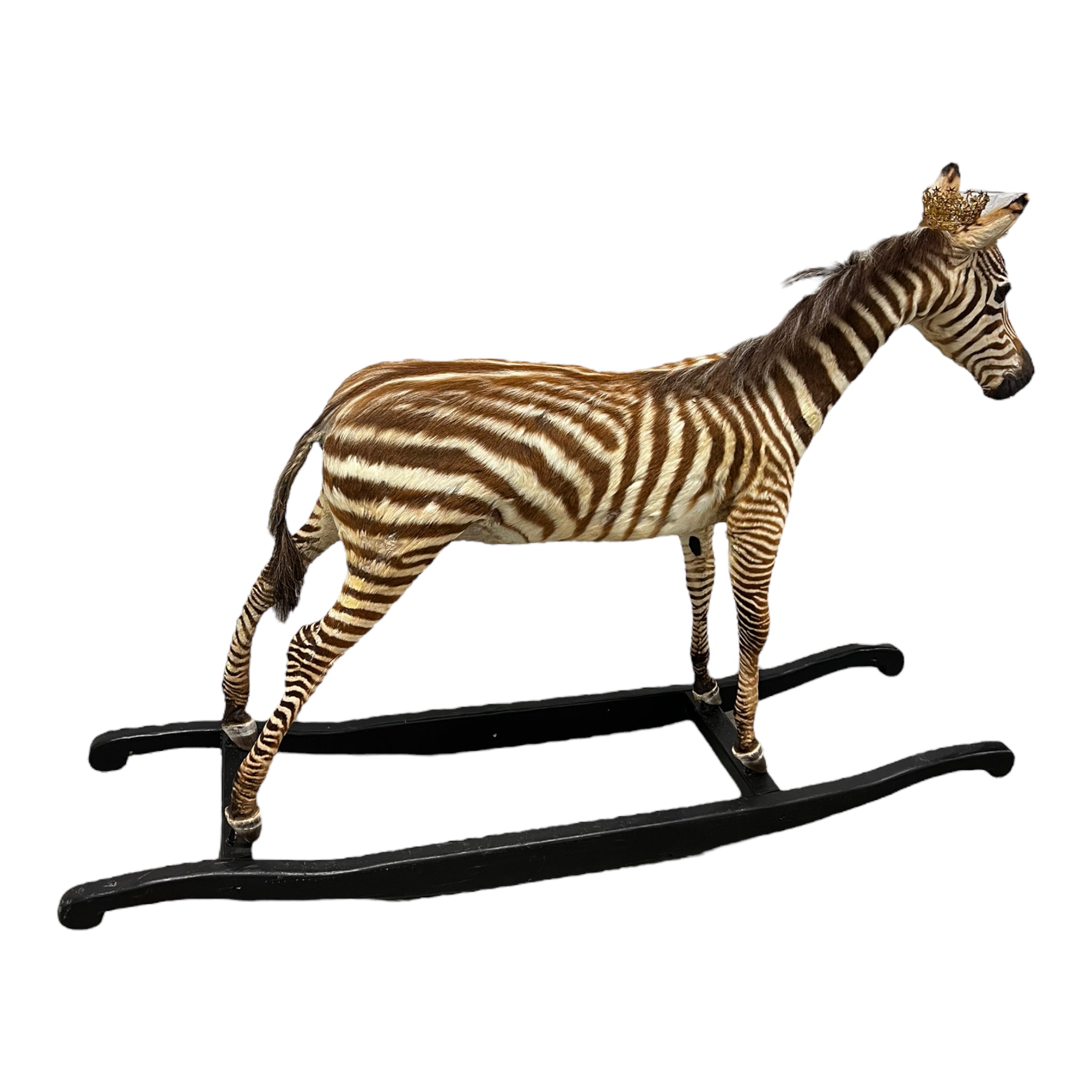 Zebra
zebra taxidermy austin
zebra austin
taxidermy austin
wooden rocker
taxidermy
Sculpture
rocking horse
religious
London
Large art
jeweled
crown
Charolotte
Art
Andre Robolobavich
skirt
adorned
striped
brown
life size
wildlife
safari
ethical
exotic
zebra taxidermy