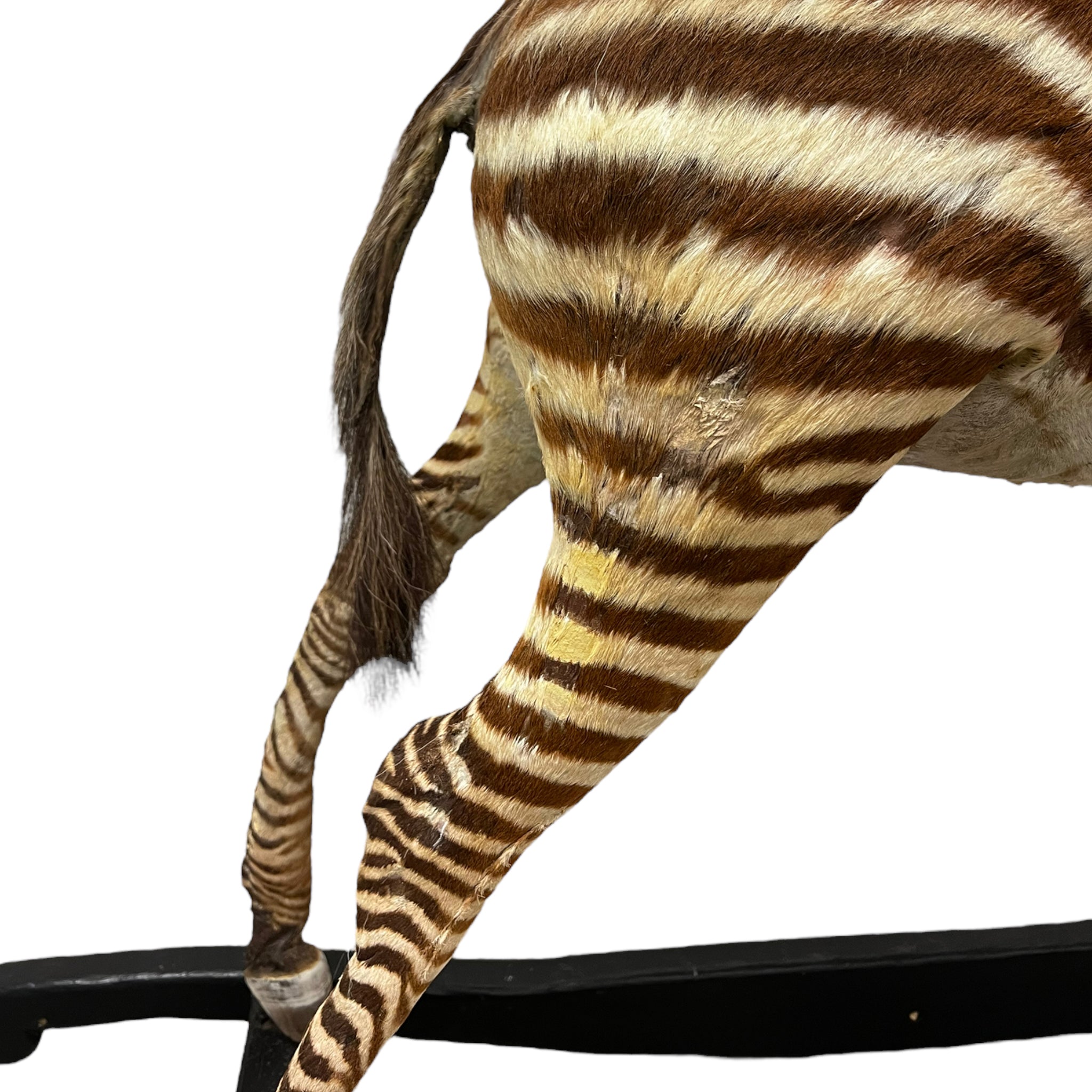 Zebra
zebra taxidermy austin
zebra austin
taxidermy austin
wooden rocker
taxidermy
Sculpture
rocking horse
religious
London
Large art
jeweled
crown
Charolotte
Art
Andre Robolobavich
skirt
adorned
striped
brown
life size
wildlife
safari
ethical
exotic
zebra taxidermy