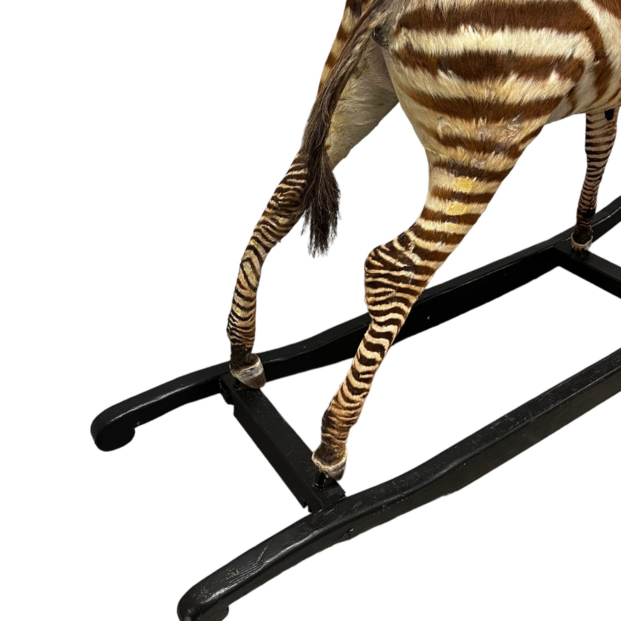Zebra
zebra taxidermy austin
zebra austin
taxidermy austin
wooden rocker
taxidermy
Sculpture
rocking horse
religious
London
Large art
jeweled
crown
Charolotte
Art
Andre Robolobavich
skirt
adorned
striped
brown
life size
wildlife
safari
ethical
exotic
zebra taxidermy
