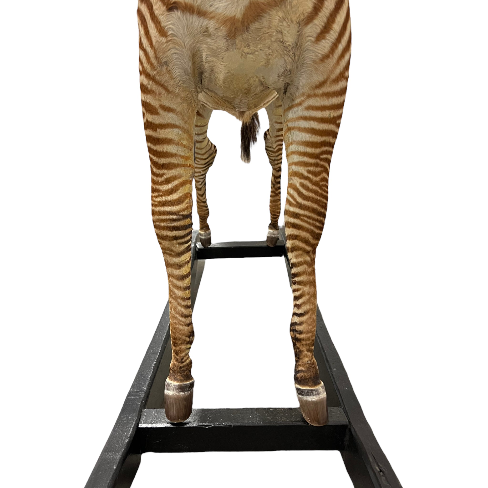Zebra
zebra taxidermy austin
zebra austin
taxidermy austin
wooden rocker
taxidermy
Sculpture
rocking horse
religious
London
Large art
jeweled
crown
Charolotte
Art
Andre Robolobavich
skirt
adorned
striped
brown
life size
wildlife
safari
ethical
exotic
zebra taxidermy