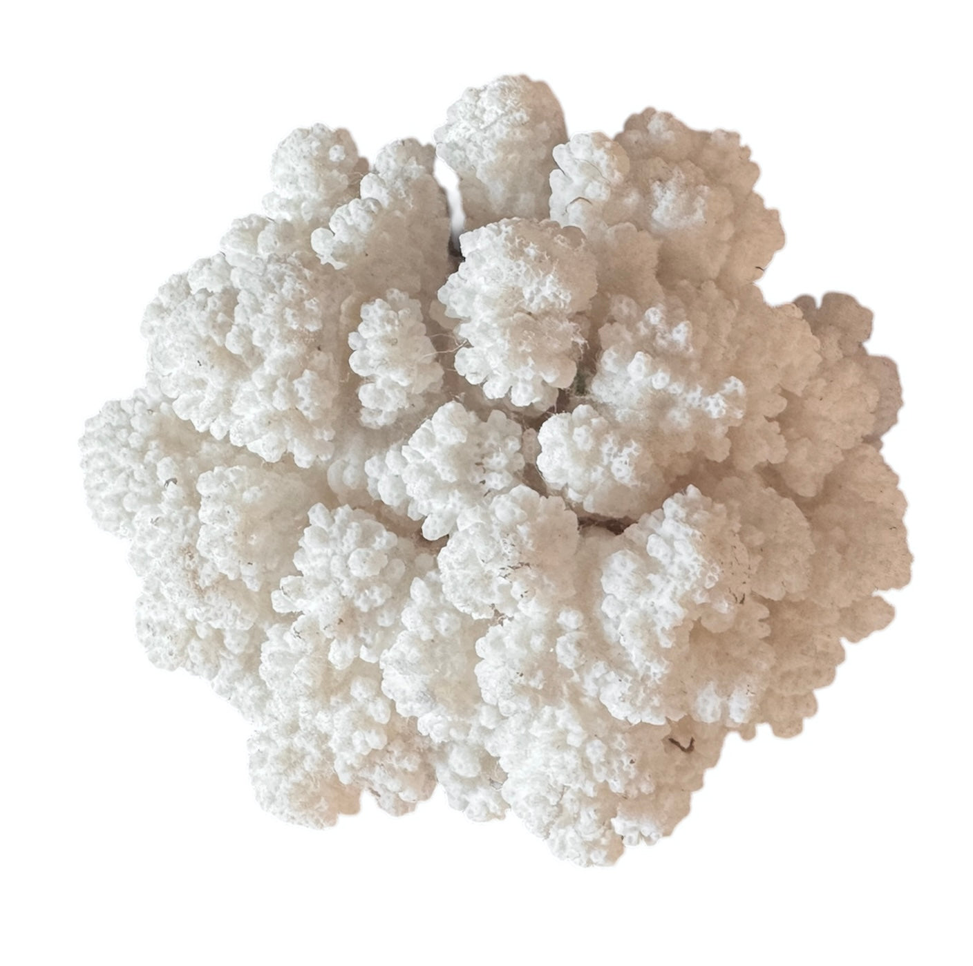 A dense, mounded white coral sculpture with a heavy, cauliflower-style growth pattern. The lobes are closely bunched together, covered in tiny, uniform bumps that give the piece a fuzzy or frosted visual texture.