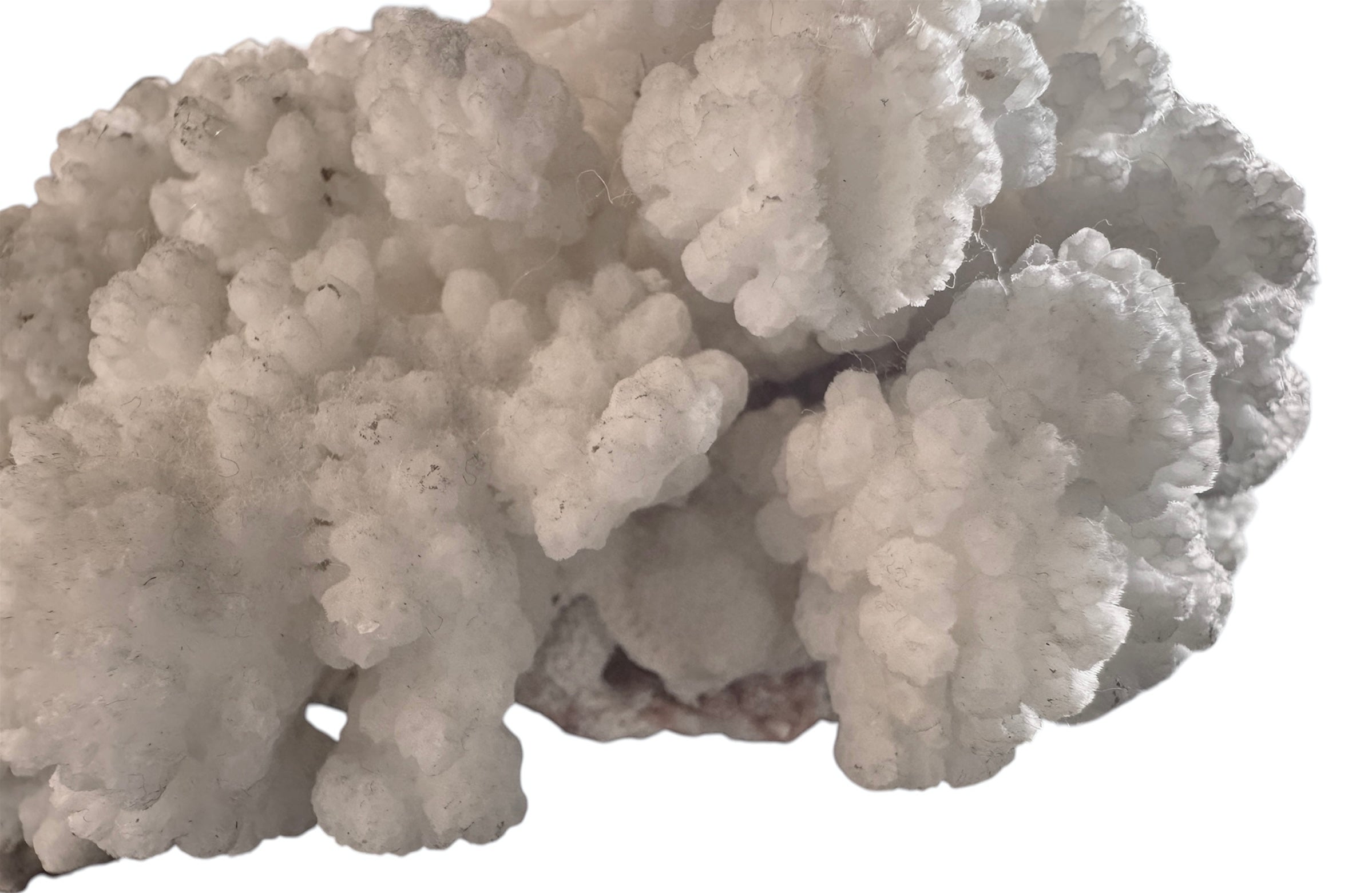 A dense, mounded white coral sculpture with a heavy, cauliflower-style growth pattern. The lobes are closely bunched together, covered in tiny, uniform bumps that give the piece a fuzzy or frosted visual texture.