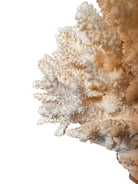 A detailed cream-colored coral sculpture resembling a classic staghorn coral. Numerous small, thin branches radiate upward and outward from a solid base embedded with tiny shells. The surface is densely covered in fine, petal-like scales.