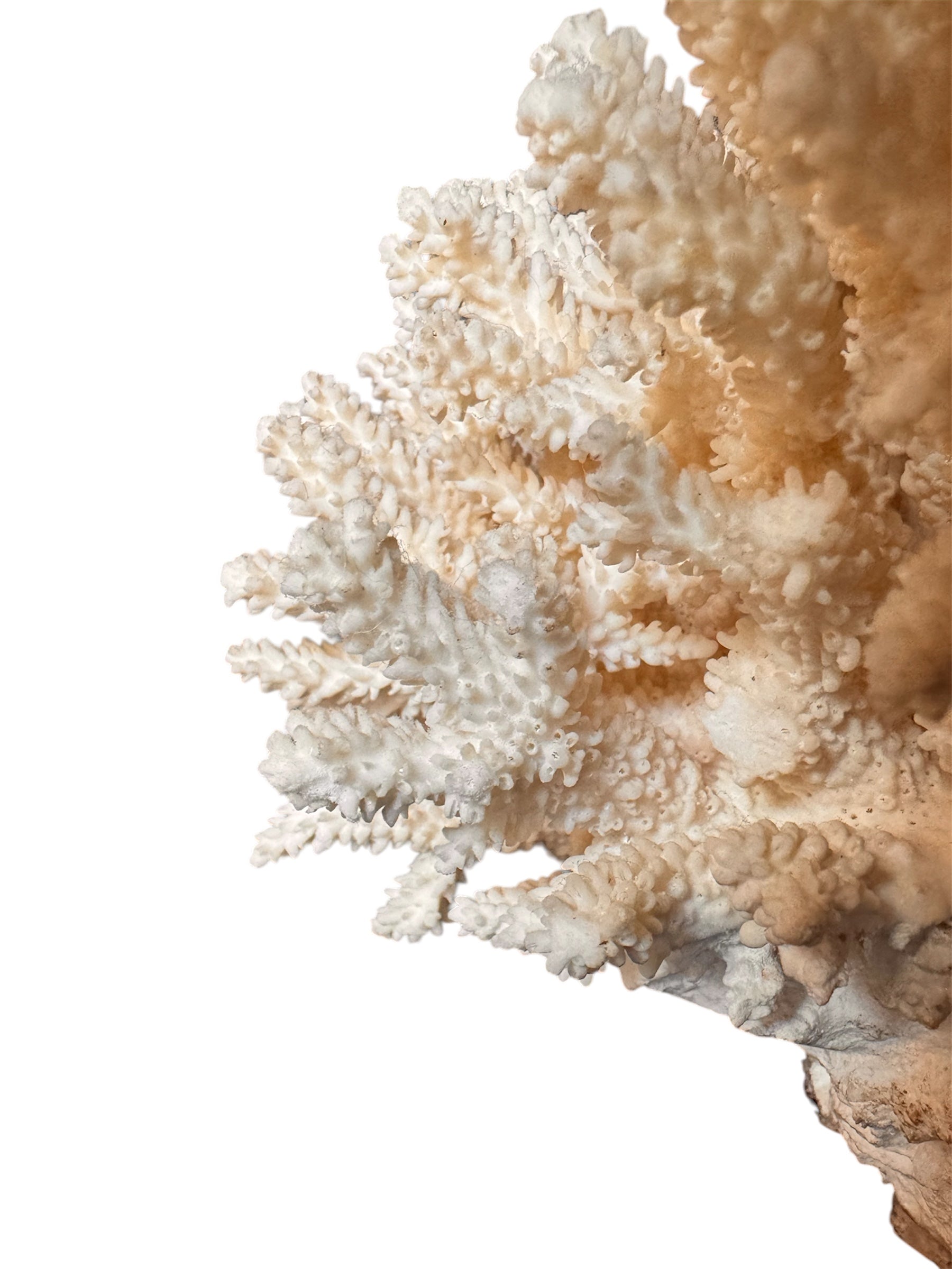 A detailed cream-colored coral sculpture resembling a classic staghorn coral. Numerous small, thin branches radiate upward and outward from a solid base embedded with tiny shells. The surface is densely covered in fine, petal-like scales.