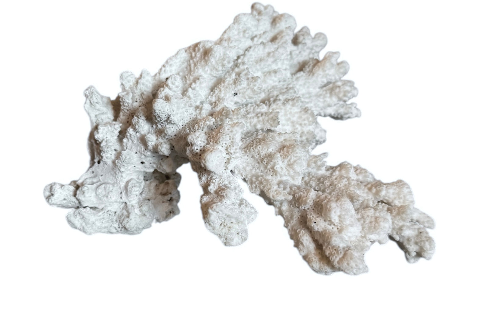 A wide, branching white coral sculpture with a thick central base and flattened, fan-like extensions. The texture is porous and rough, featuring jagged edges and irregular, bumpy ridges across its surface.