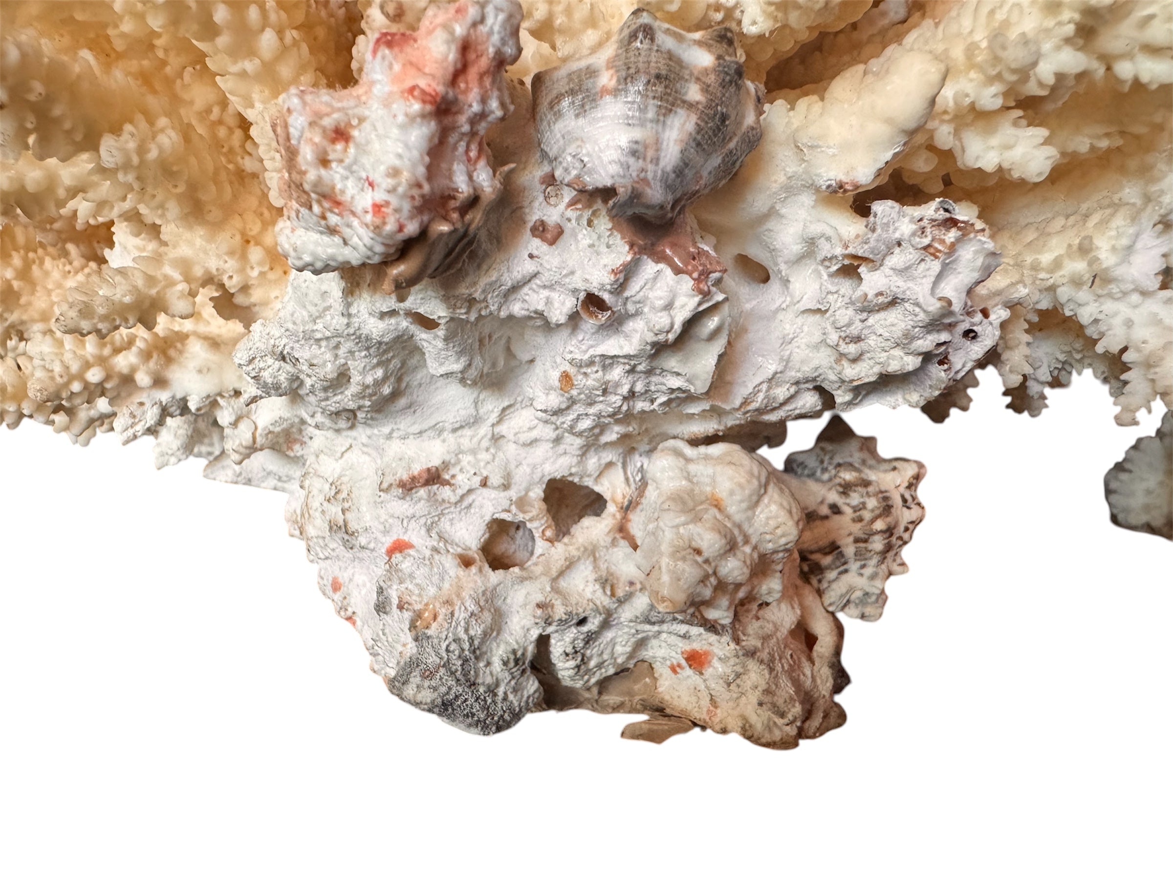 A detailed cream-colored coral sculpture resembling a classic staghorn coral. Numerous small, thin branches radiate upward and outward from a solid base embedded with tiny shells. The surface is densely covered in fine, petal-like scales.