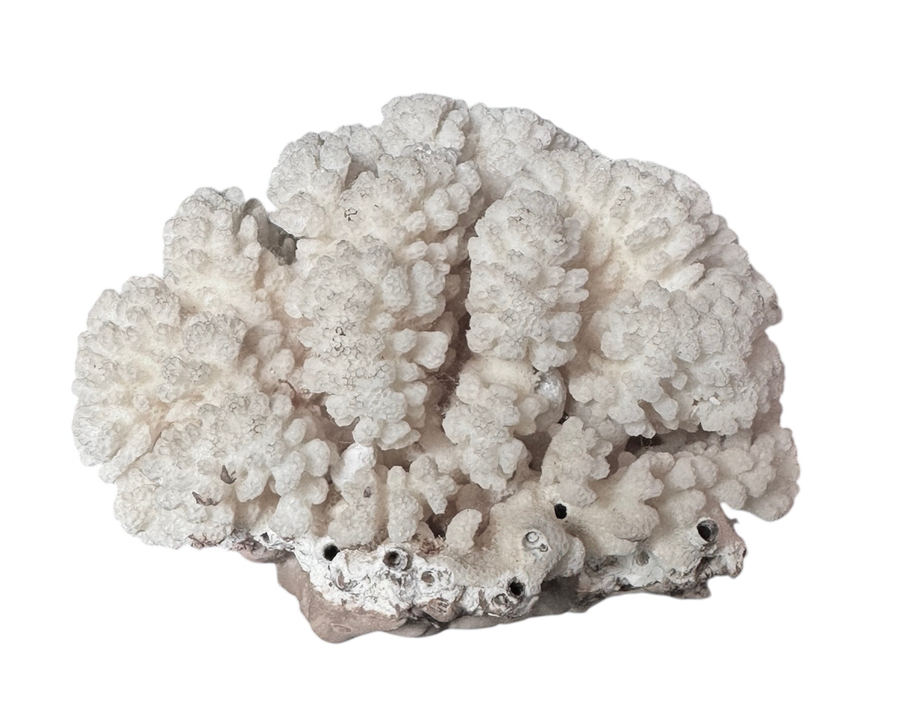 A rounded, cauliflower-like coral sculpture in an off-white hue. It consists of several tightly packed, bulbous lobes with a highly granular, pebbled texture that creates a soft, cloud-like appearance.